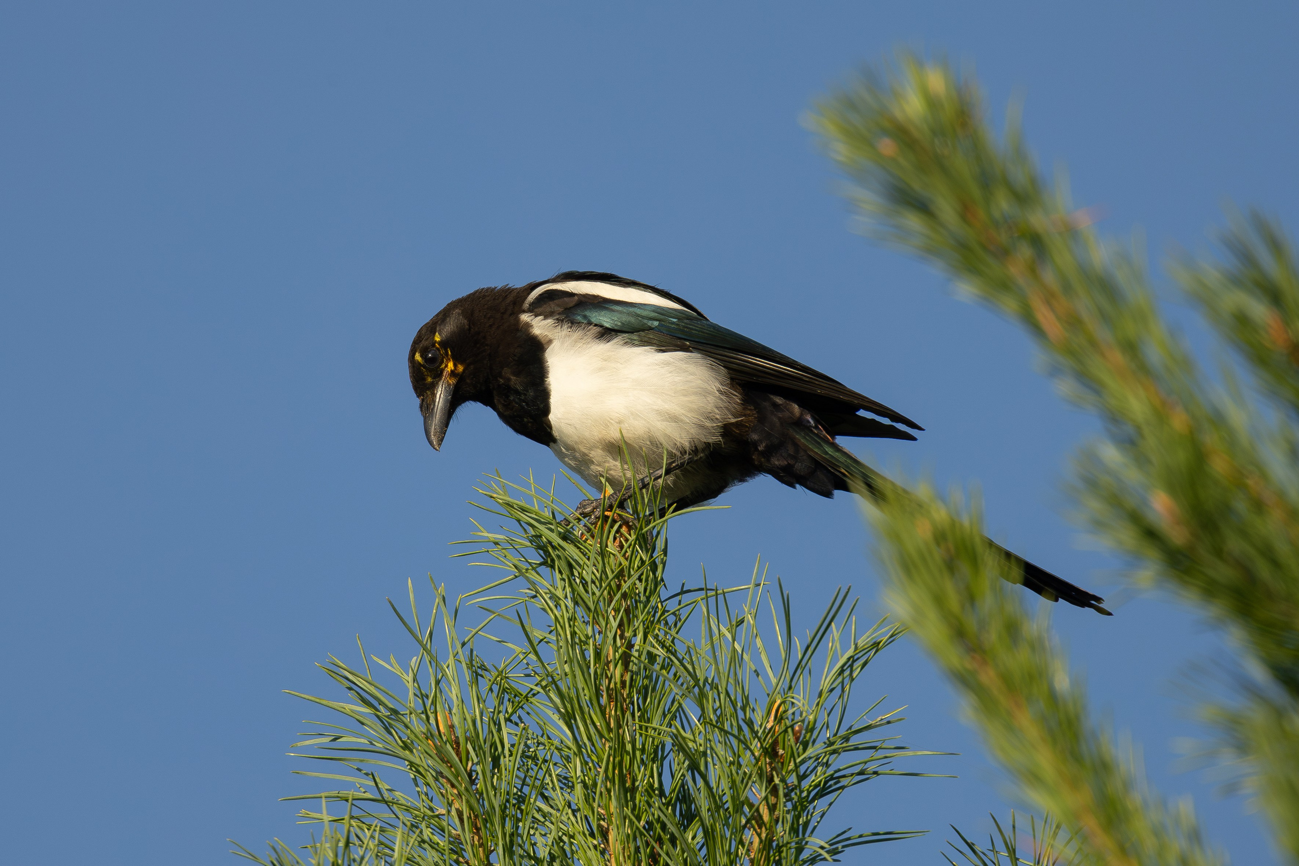 Птицы СНТ «Подлесье». Птицы парков г. Люберцы