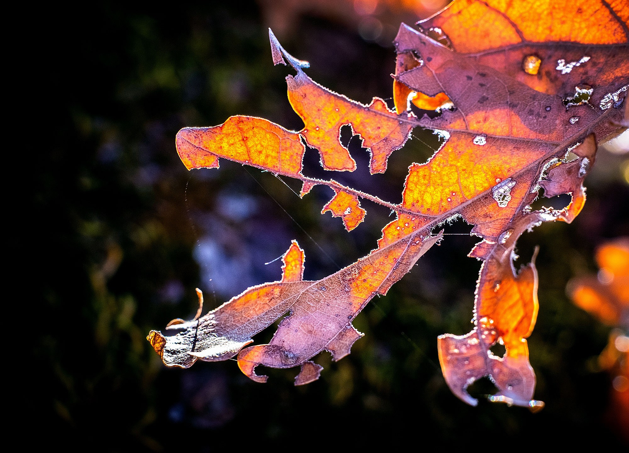 Свадебный фотограф в Геленджике