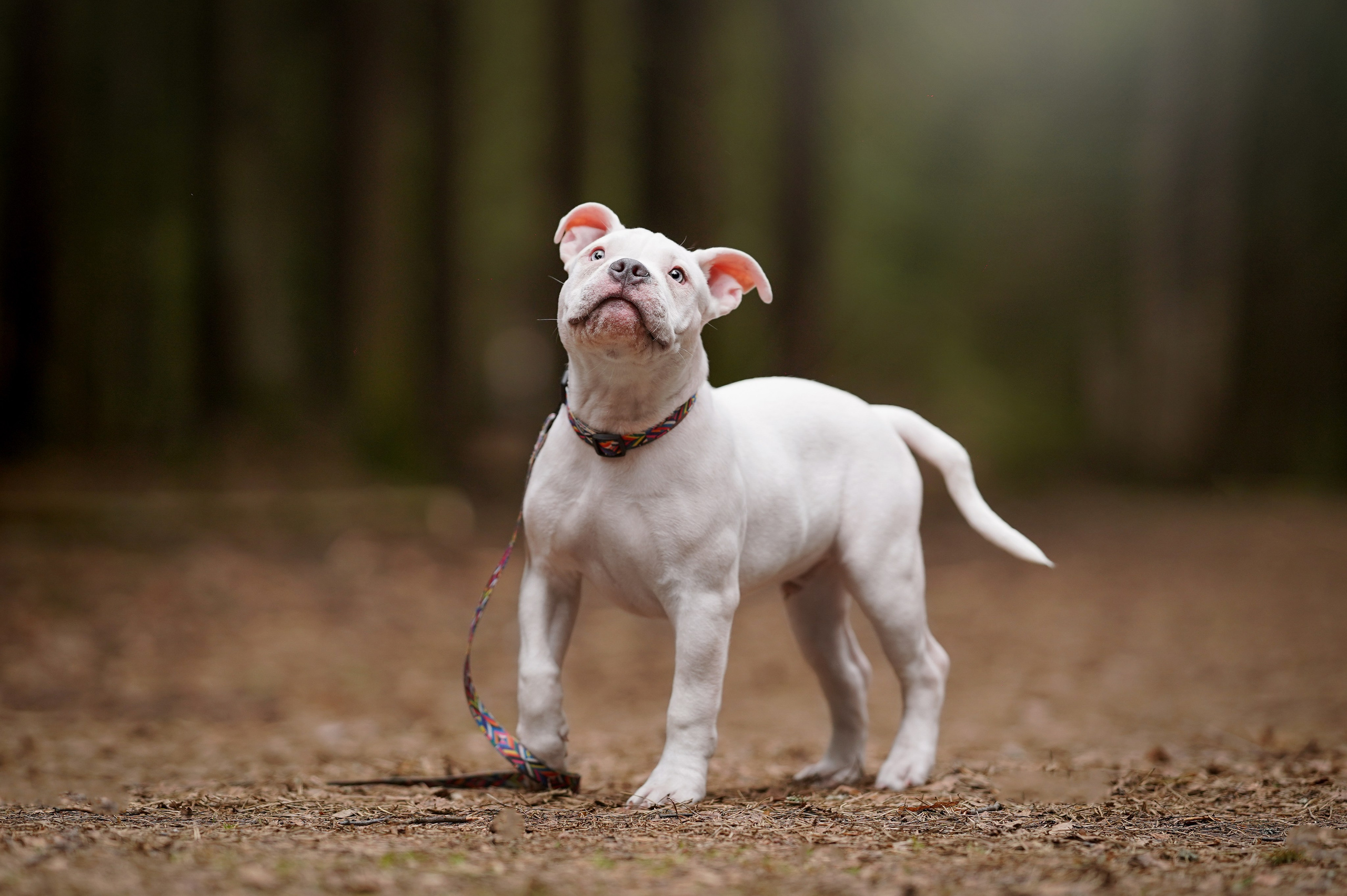 Щенки булли. Фотограф-анималист в Санкт-Петербурге Яна Мартынова