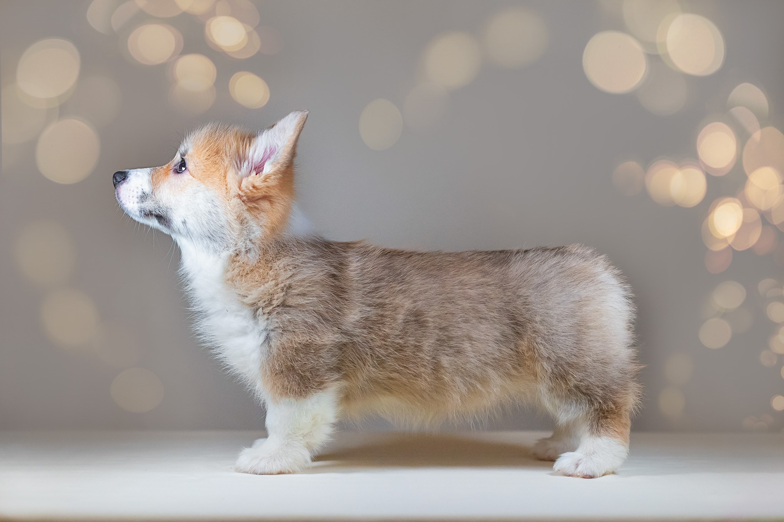 Вельш Корги Пемброк. Фотограф анималист, семейный фотограф, фотограф собак Комратова Мария. г. Москва