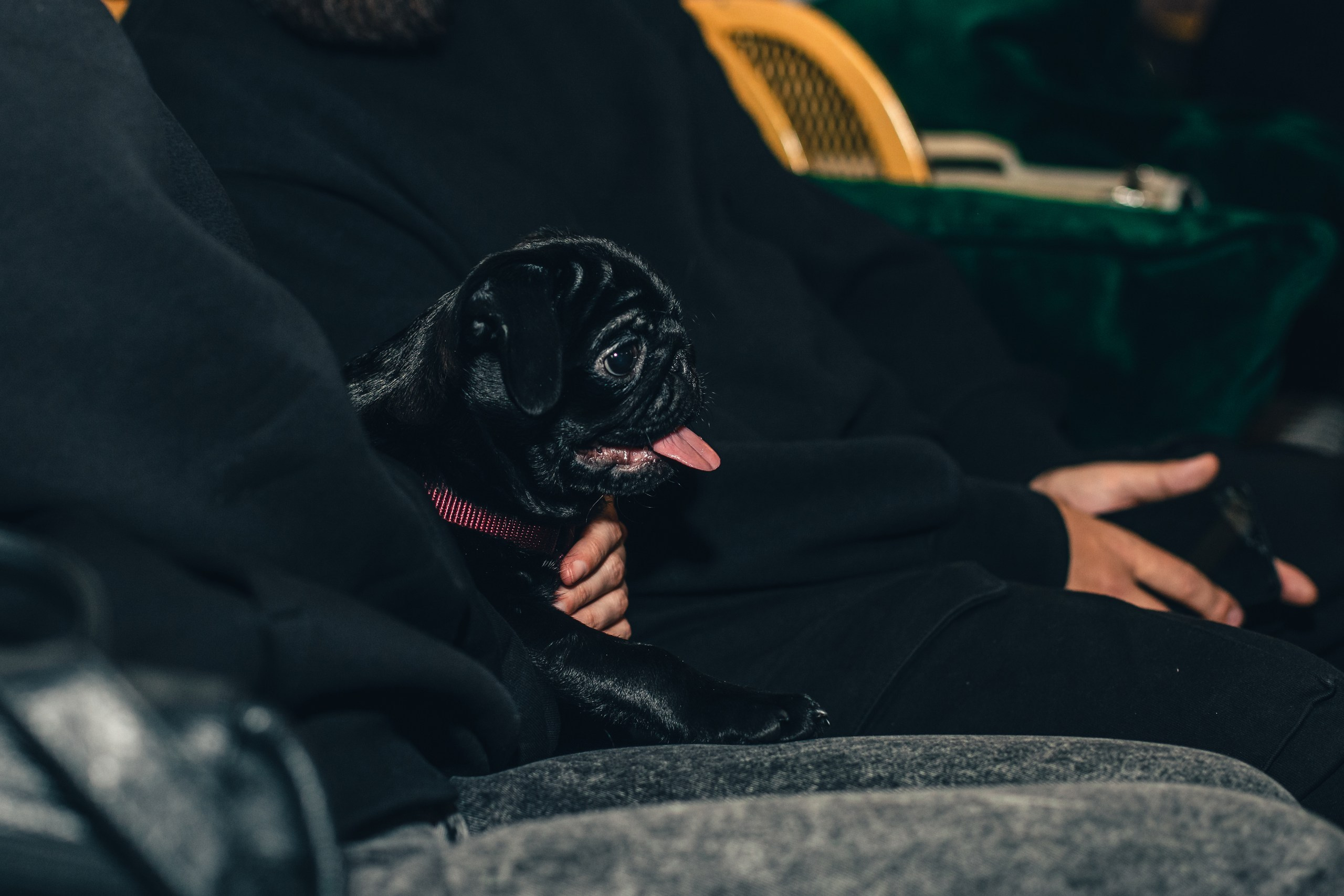 Мопсовстреча 02.12.2023. Фотограф-анималист Татьяна Степанова