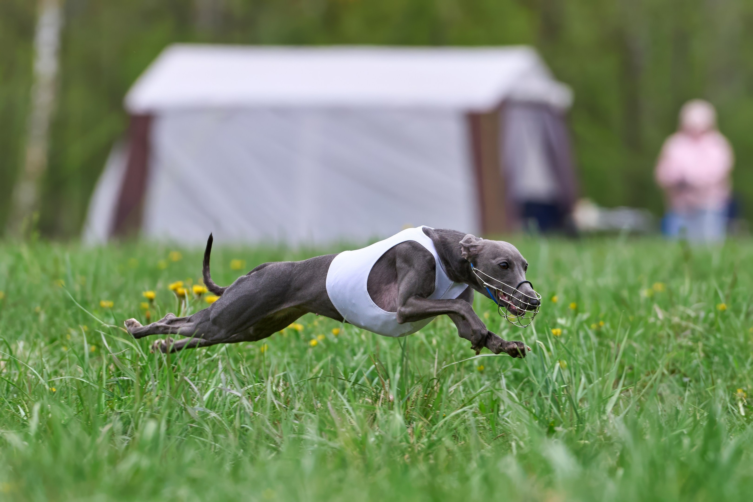 Тренировка по курсингу Донино. Фотограф-анималист Михаил Манухин