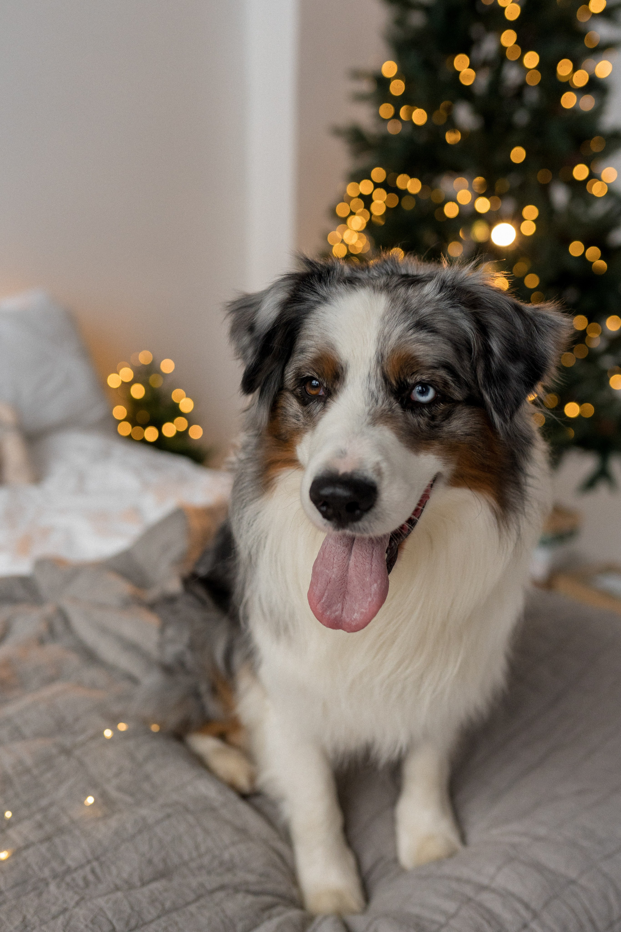 Новогоднее студия. Свадебный фотограф в Москве Анна Полушина