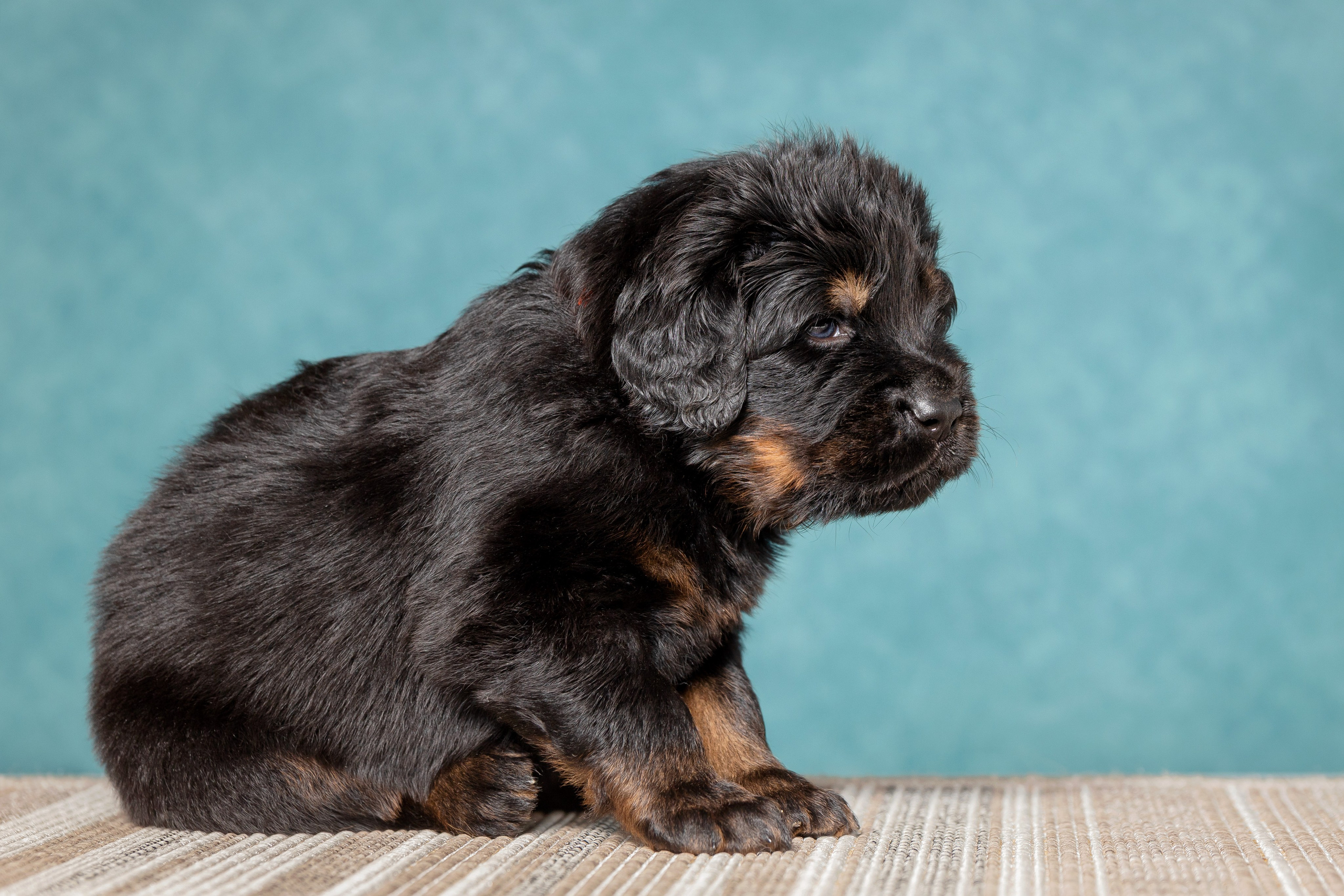 Тибетский мастиф. Юлия Микульская. Рыбинск