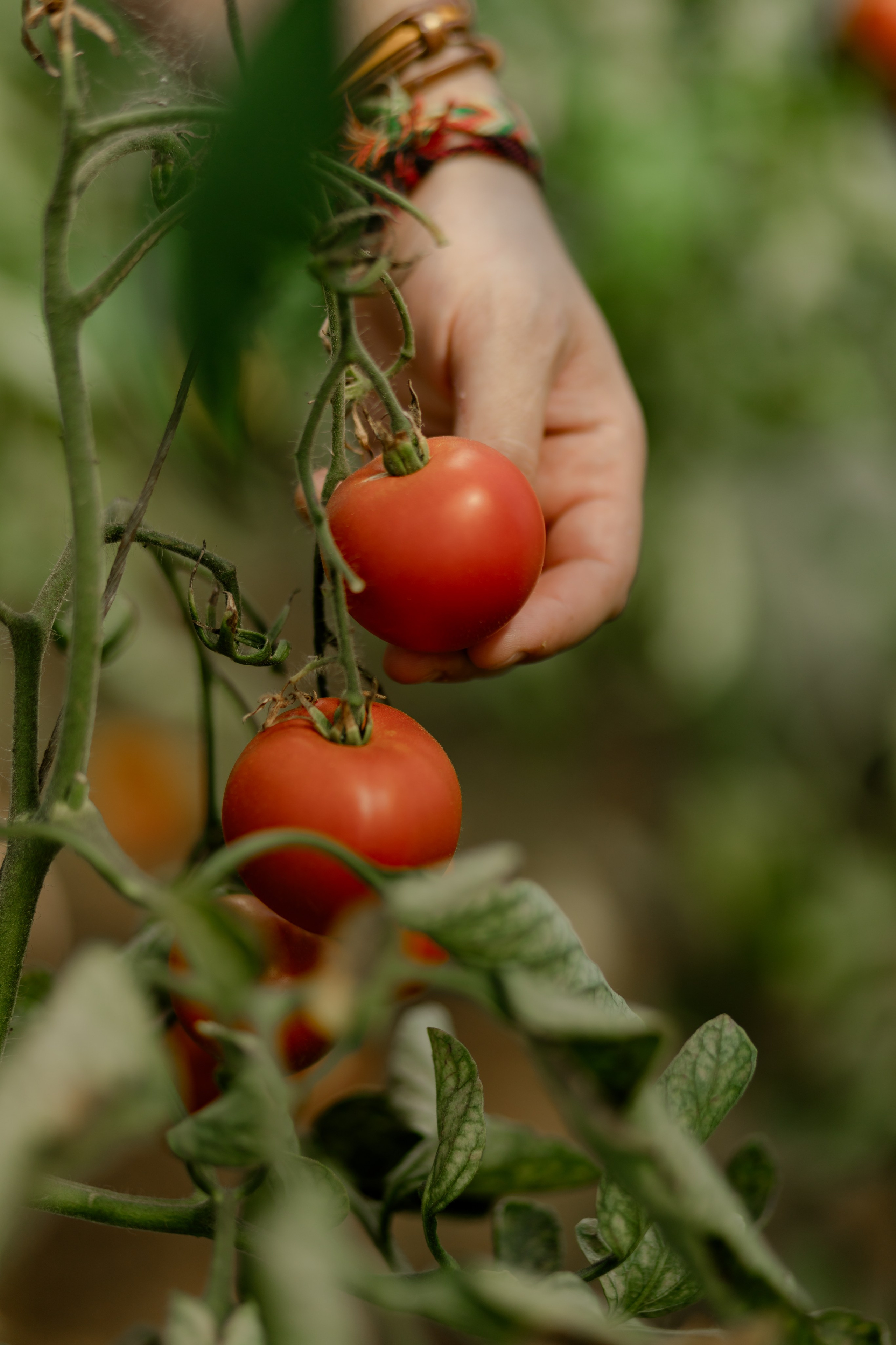 Виноградники. Dima Lemeshevsky