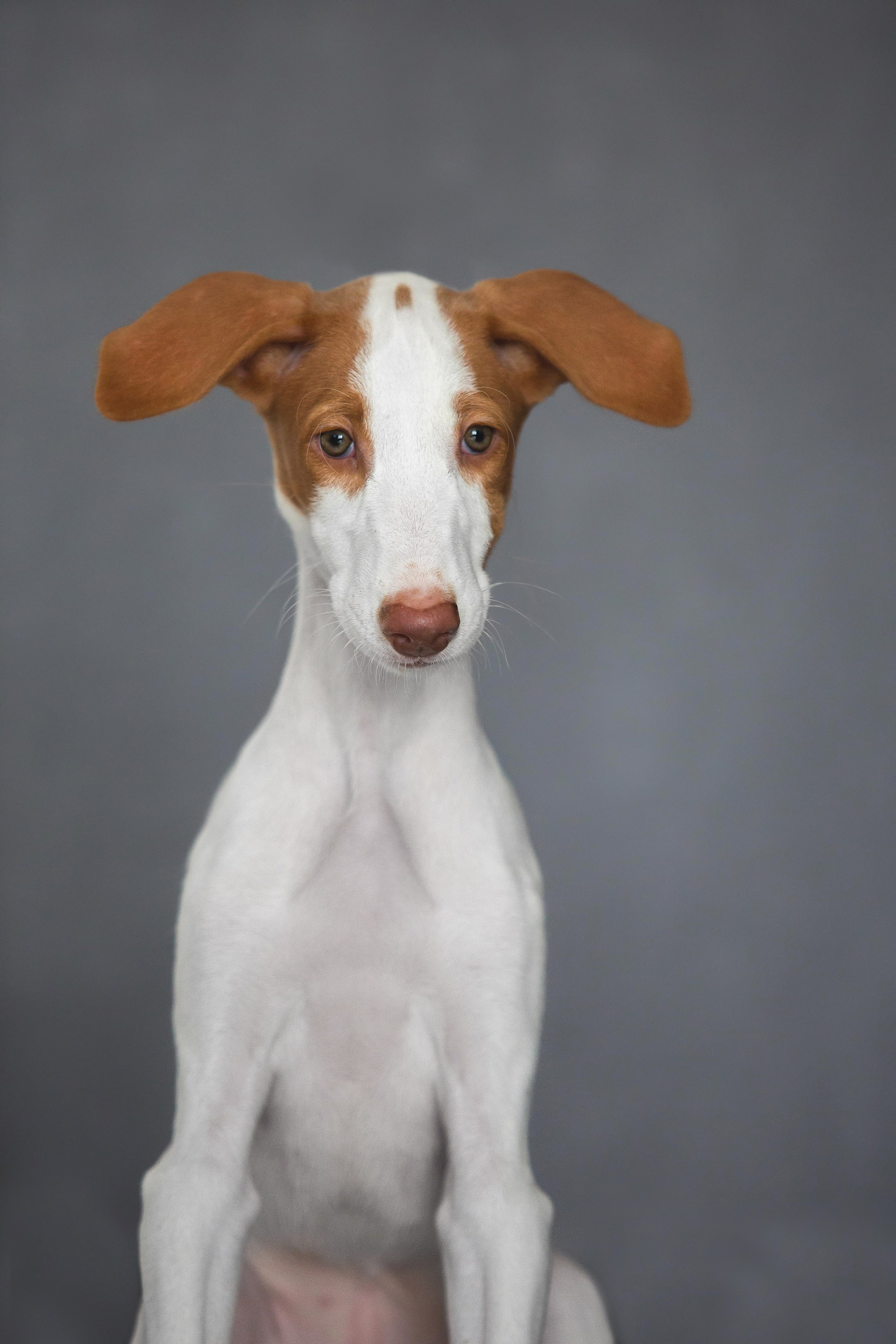 Поденко Ибиценко. Https://moshkovaphoto.ru/