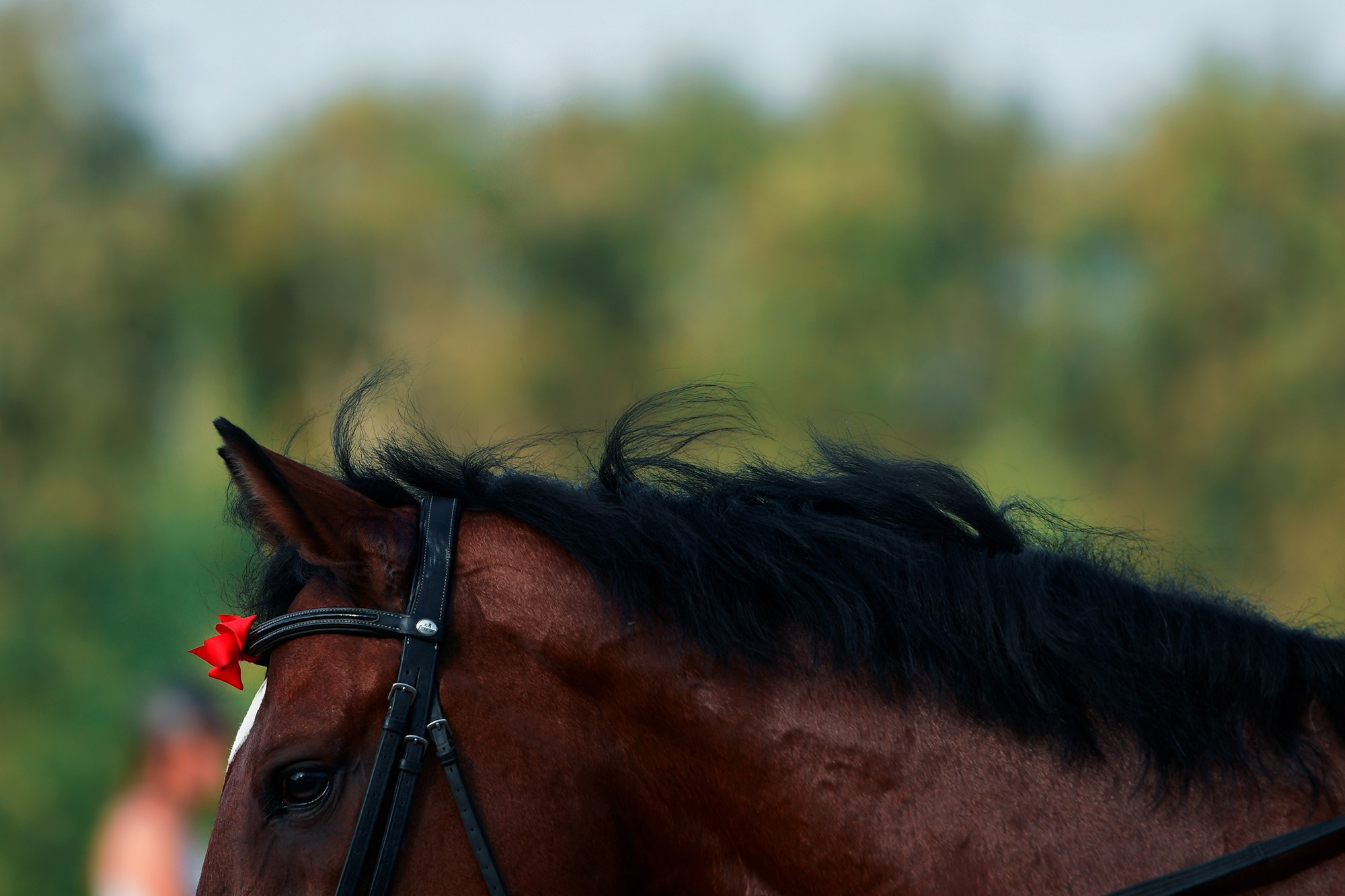 Тренировки. Конный фотограф Alesya Safe