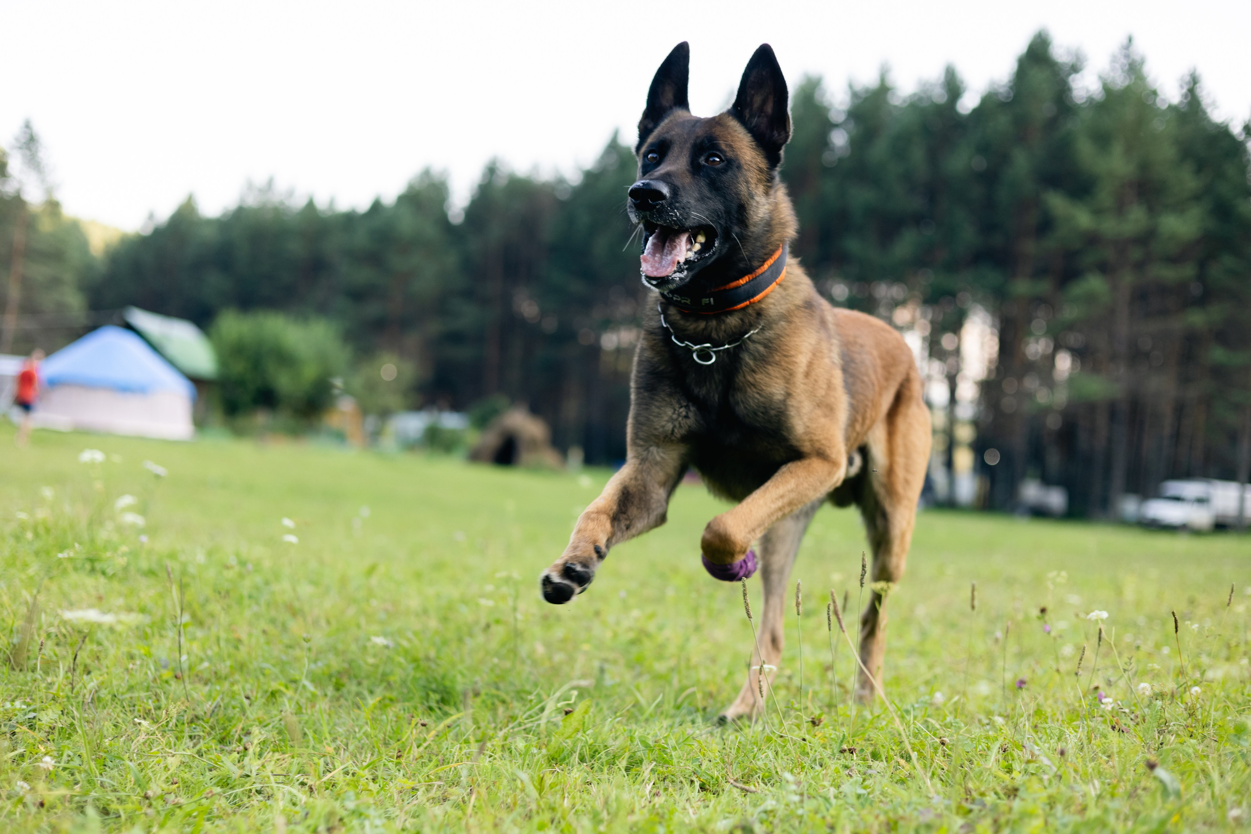 VI ОТКРЫТЫЕ КИНОЛОГИЧЕСКИЕ СОРЕВНОВАНИЯ. ЧЕЛЯБИНСКАЯ ОБЛАСТЬ 2025. Репортажный фотограф Наталья Лапцевич