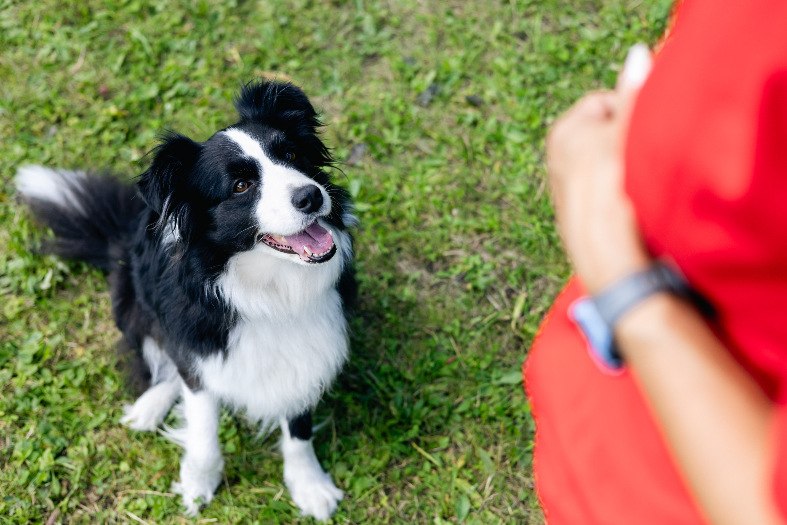 VI ОТКРЫТЫЕ КИНОЛОГИЧЕСКИЕ СОРЕВНОВАНИЯ. ЧЕЛЯБИНСКАЯ ОБЛАСТЬ 2025. Репортажный фотограф Наталья Лапцевич