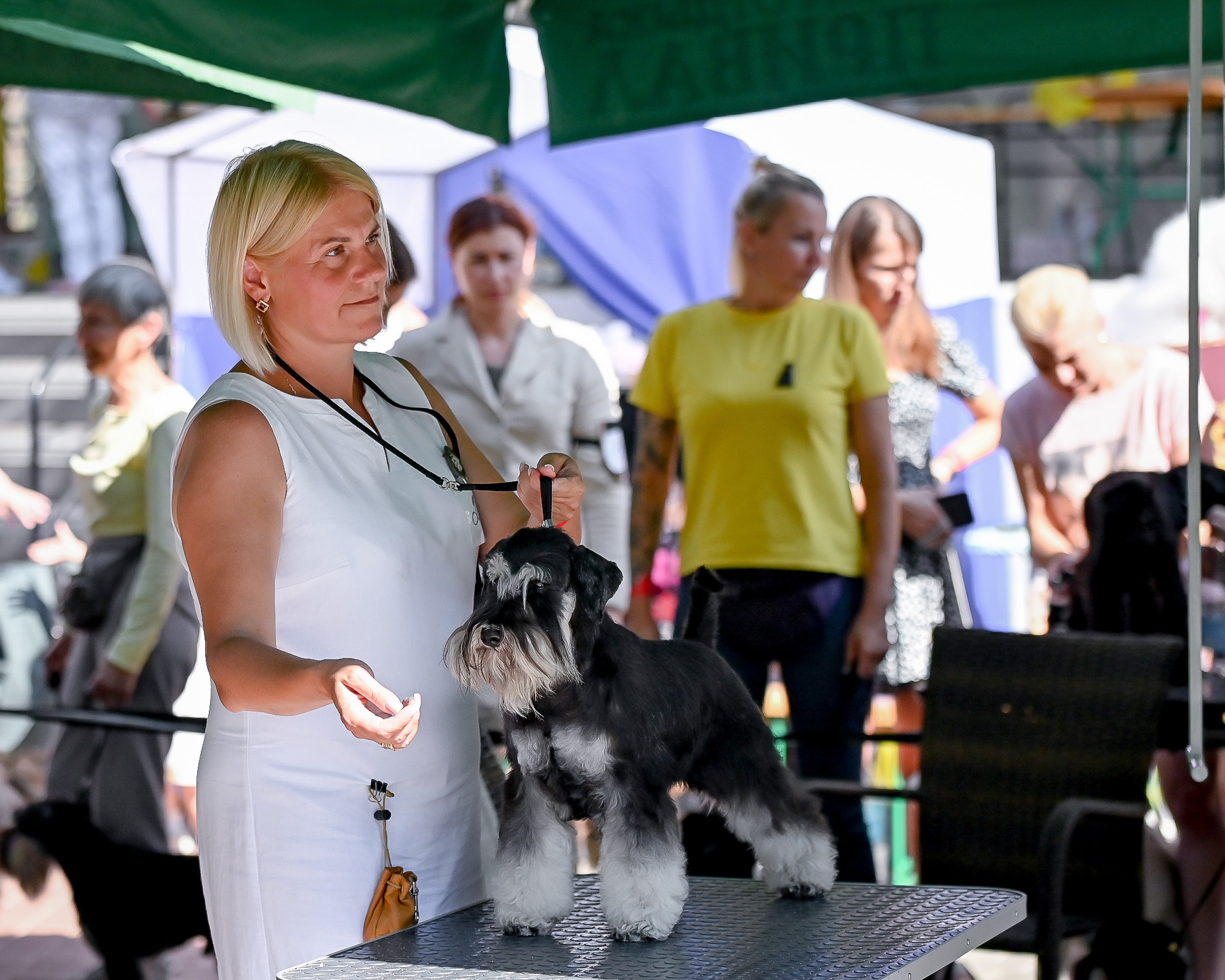 Тахо/ Delinso Balance Onyrico Tahoe. Питомник цвергшнауцеров в Беларуси «Делинсо Бэлэнс»
