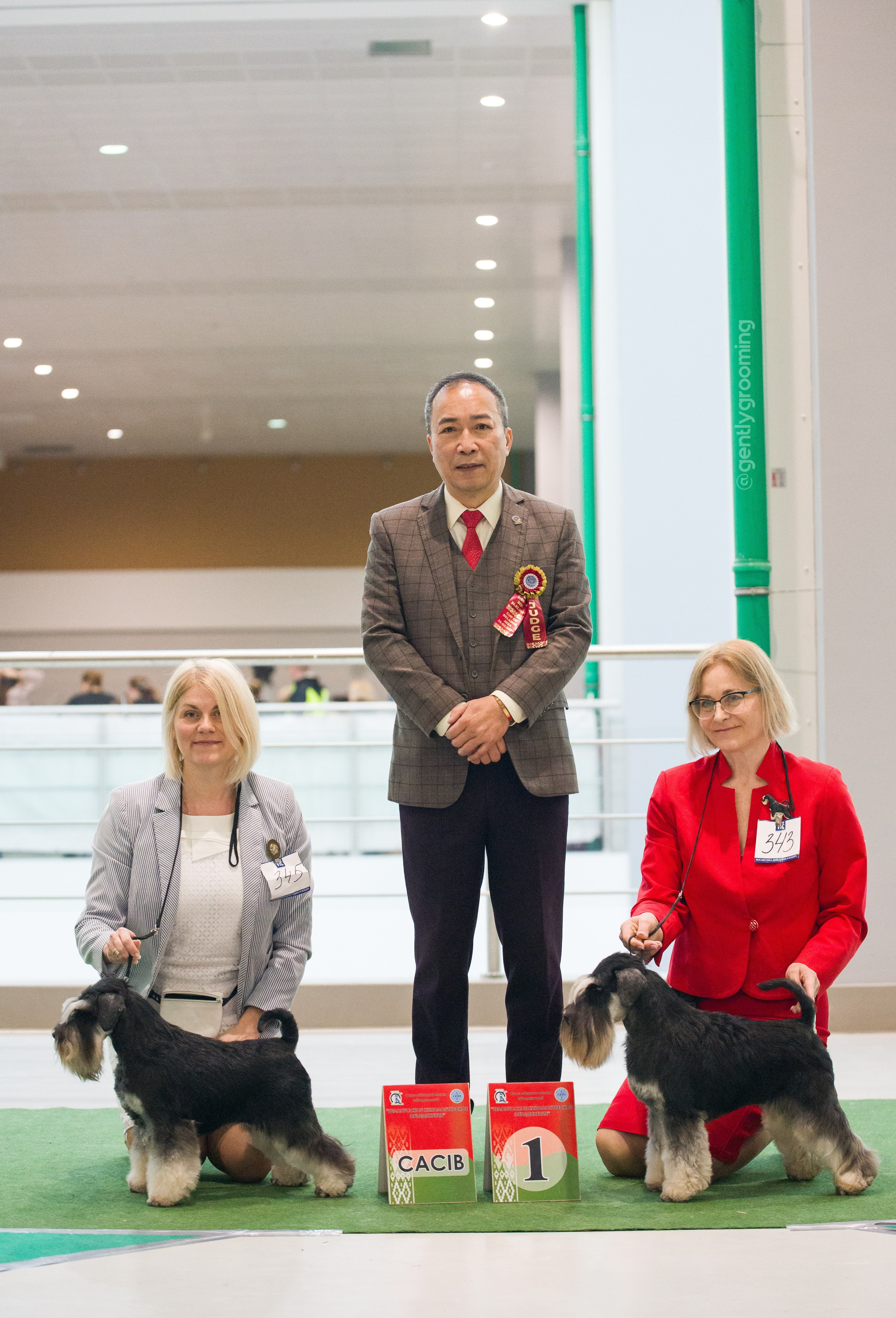 Питомник Делинсо Бэлэнс, щенки цвергшнауцера, купить щенка цвергшнауцера, питомник цвергшнауцеров, кобель цвергшнауцера для вязки, щенок цвергшнауцера, питомник цвергшнауцеров, черный с серебром, цверг, лучший питомник в беларуси