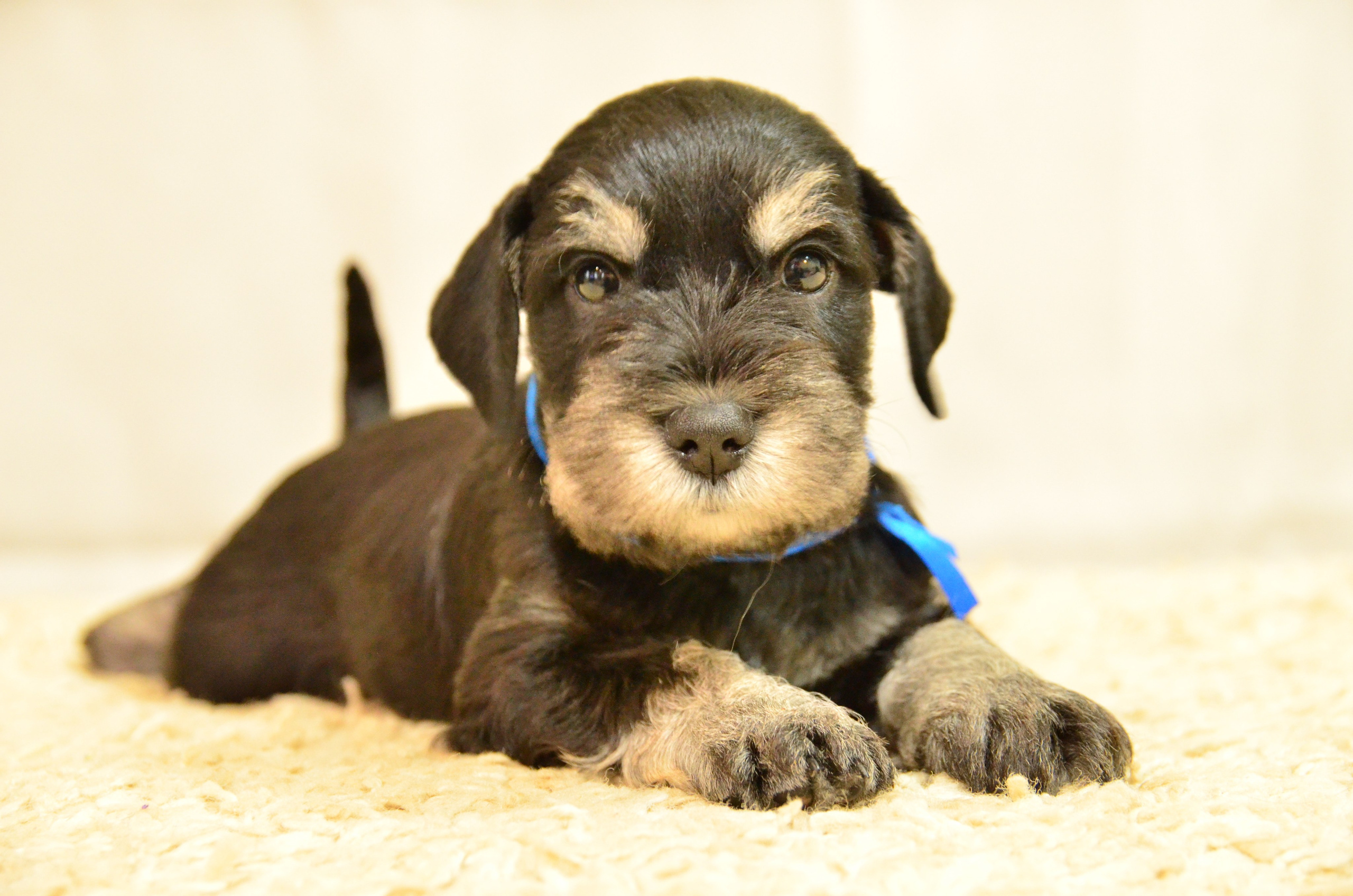 щенок цвергшнауцера питомник Делинсо Бэлэнс