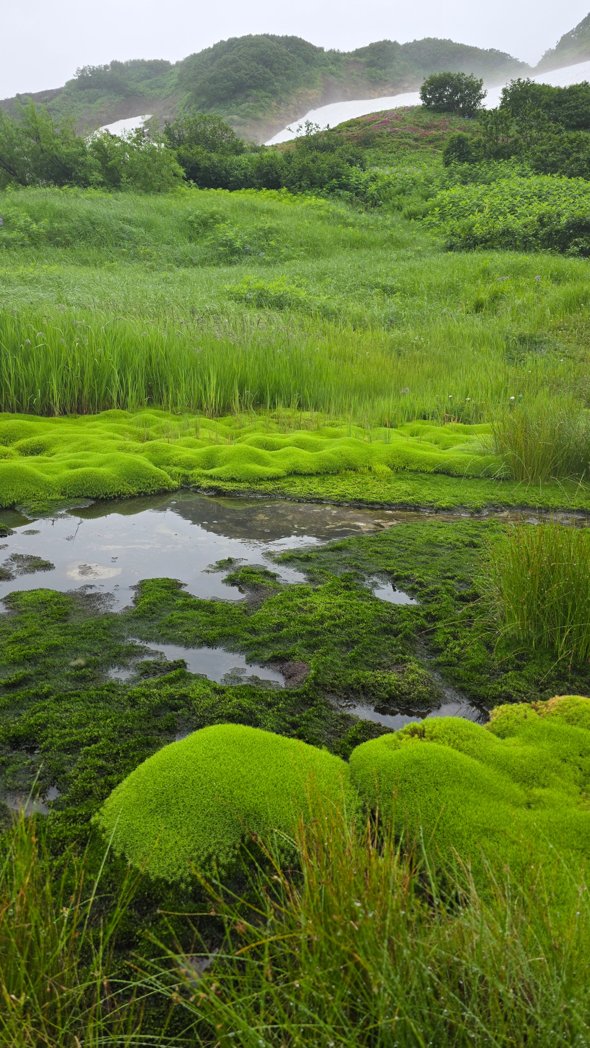 Дачные источники (Малая долина гейзеров) + водопад Снежный барс. Экскурсионные туры по Камчатке