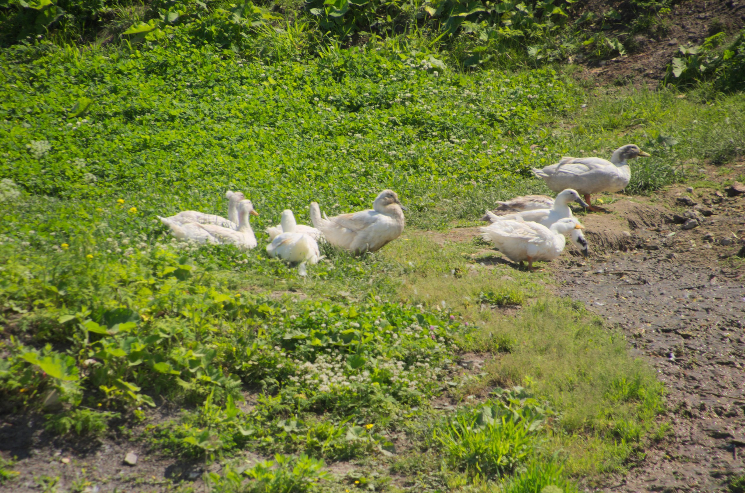Таруса+Серпухов | 18.06.2017. Галерея Фантим