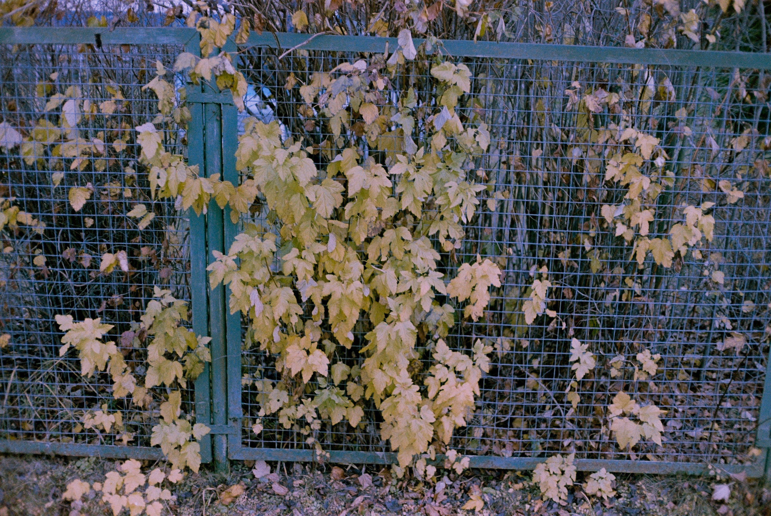 Minolta Hi-Matic 7sII / Kodak Color Plus 200 (просрочка)