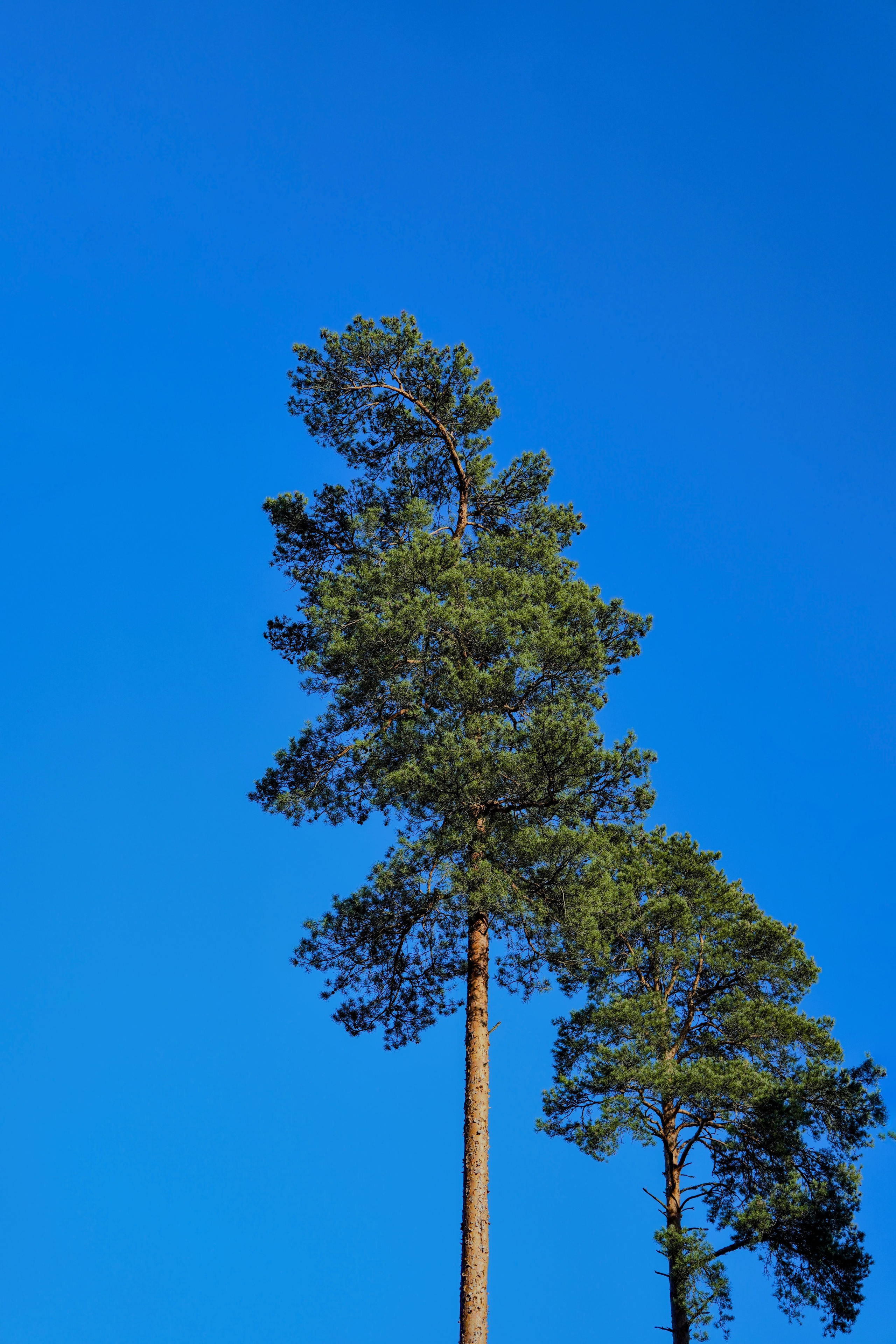 NATURE. Репортажный и уличный фотограф в Щёлково Александра Пименова