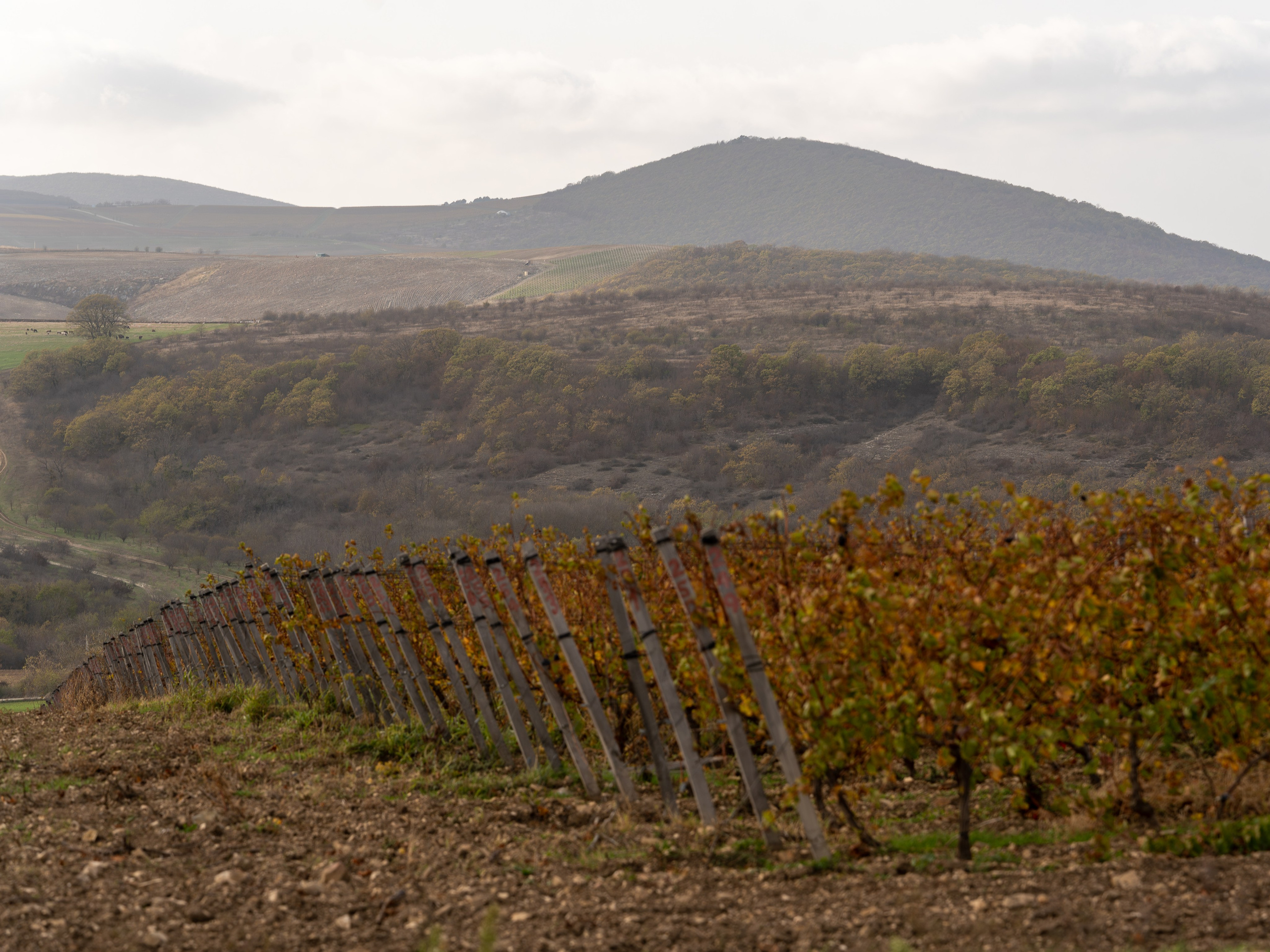 Литературная мастерская с Ольгой Шутовой в «Винотеррии». Репортажный фотограф в Красной Поляне и Сочи Павлюченко Екатерина