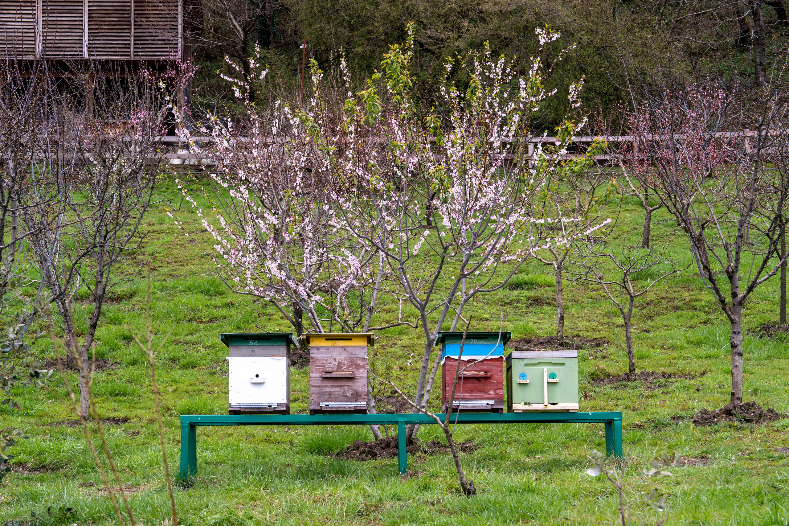 MICE мероприятие на ферме Экзархо. Репортажный фотограф в Красной Поляне и Сочи Павлюченко Екатерина