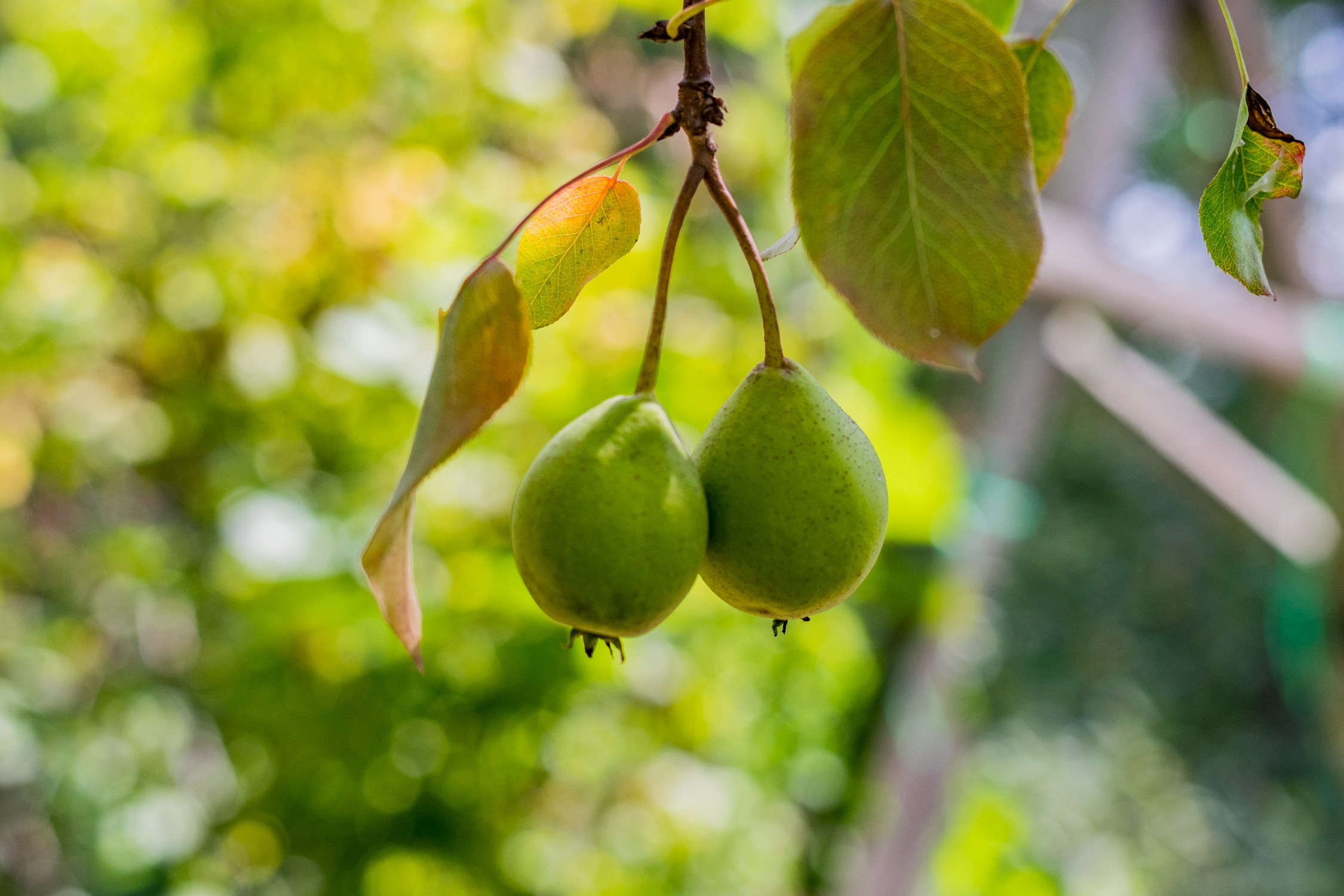 Антон Курдюмов фотограф в Хабаровске Рина Курдюмова фото27 foto27 Антон Дорофеев репортажный репортаж документалист Тони и Рина фотосоздатели Виноградники Хехцир 2024 Хабаровск виноград дикий фермер фермерство дачный сезон