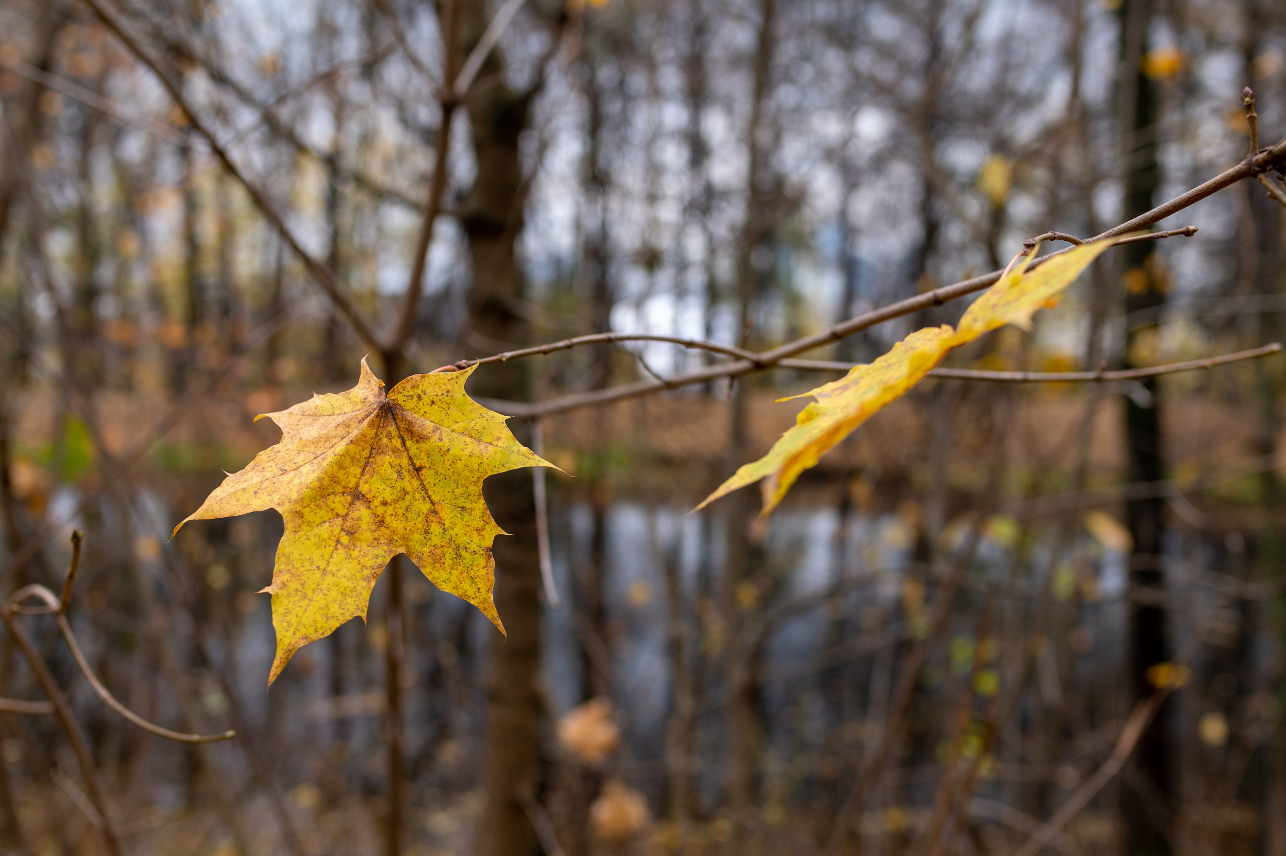 20231031 Нескучный сад. Дмитрий Ремизов. Фотография, как хобби