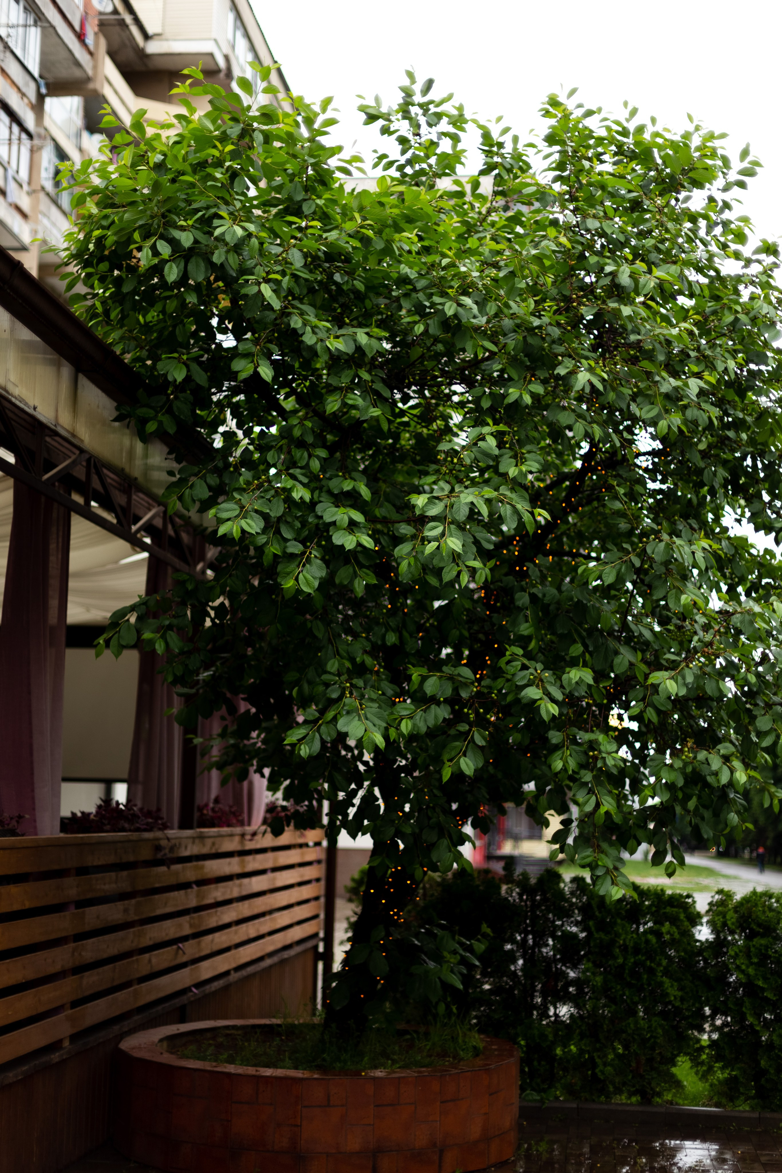 Wood. Свадебный фотограф в Нальчике Алим Джаппуев