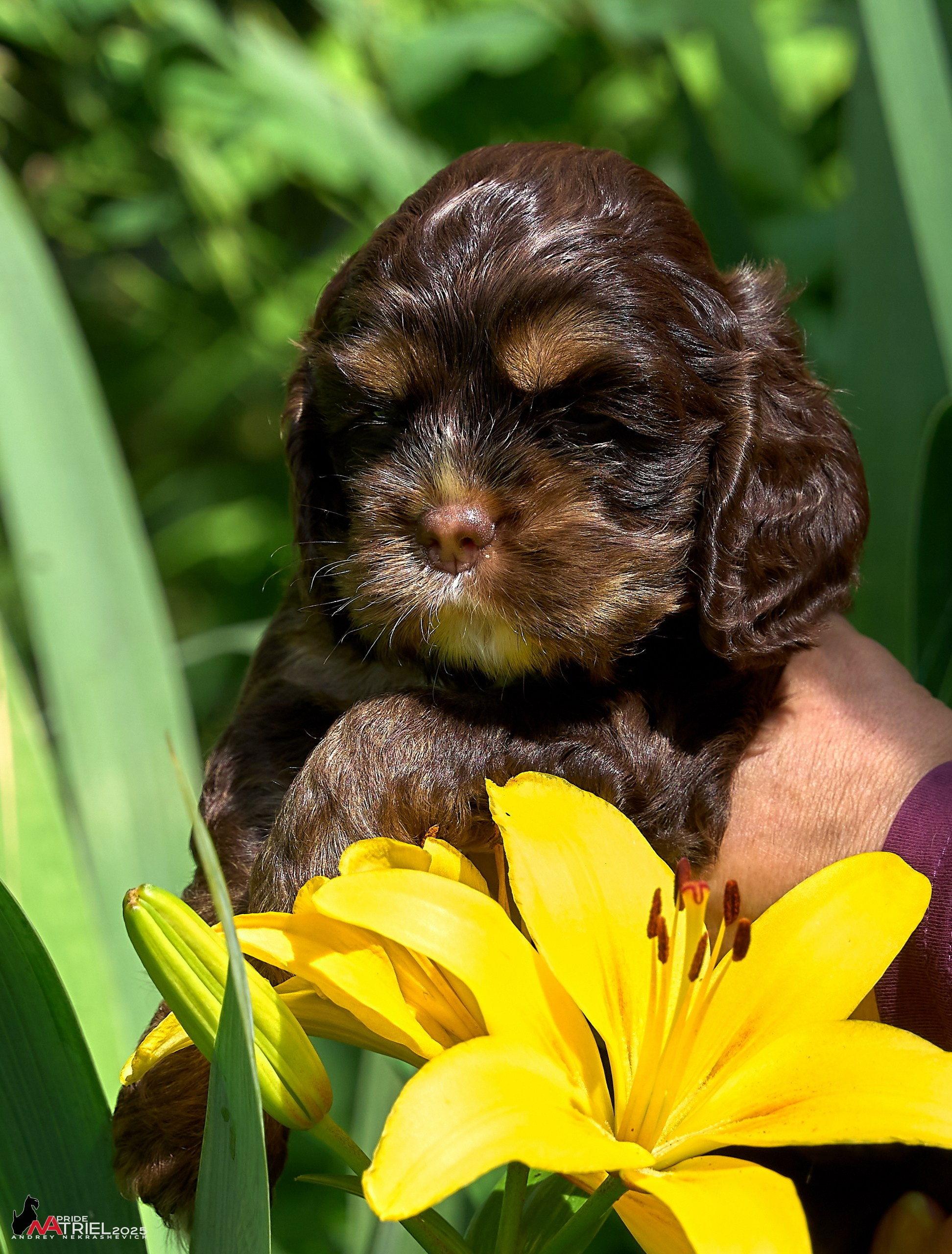 Щенки АмКокеров