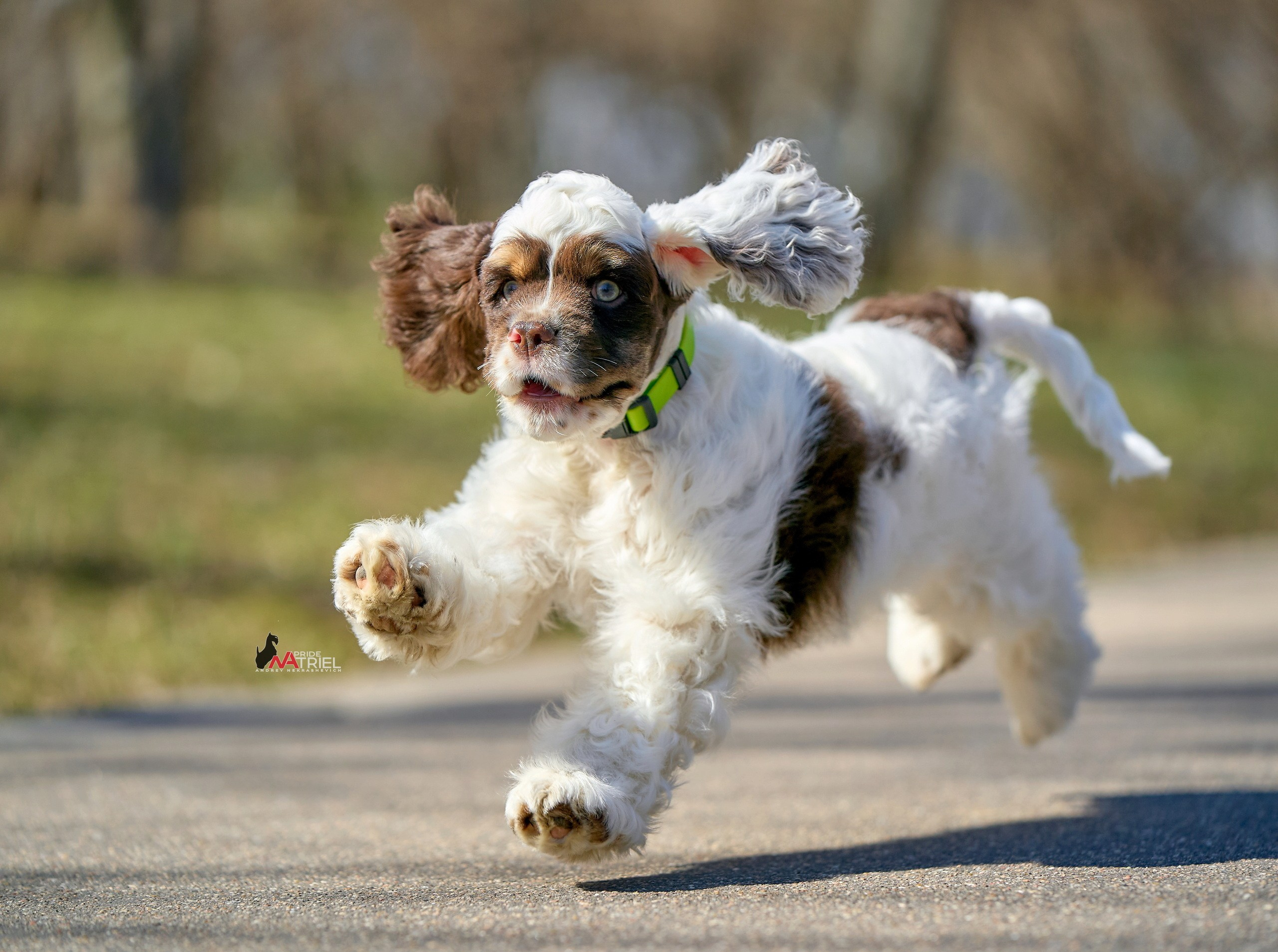 Прогулка со щенком