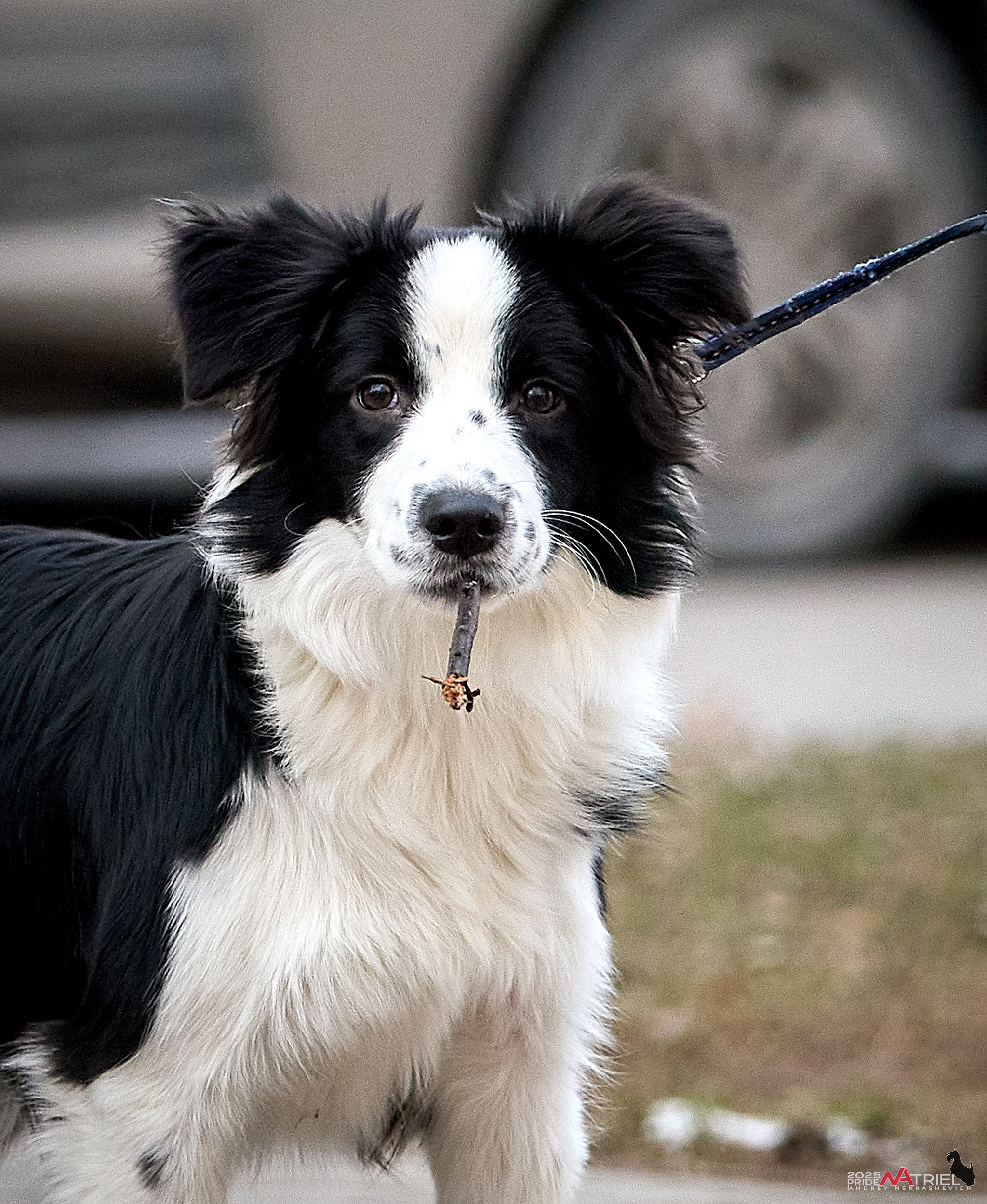 Фотопрогулка "вокруг дома"
