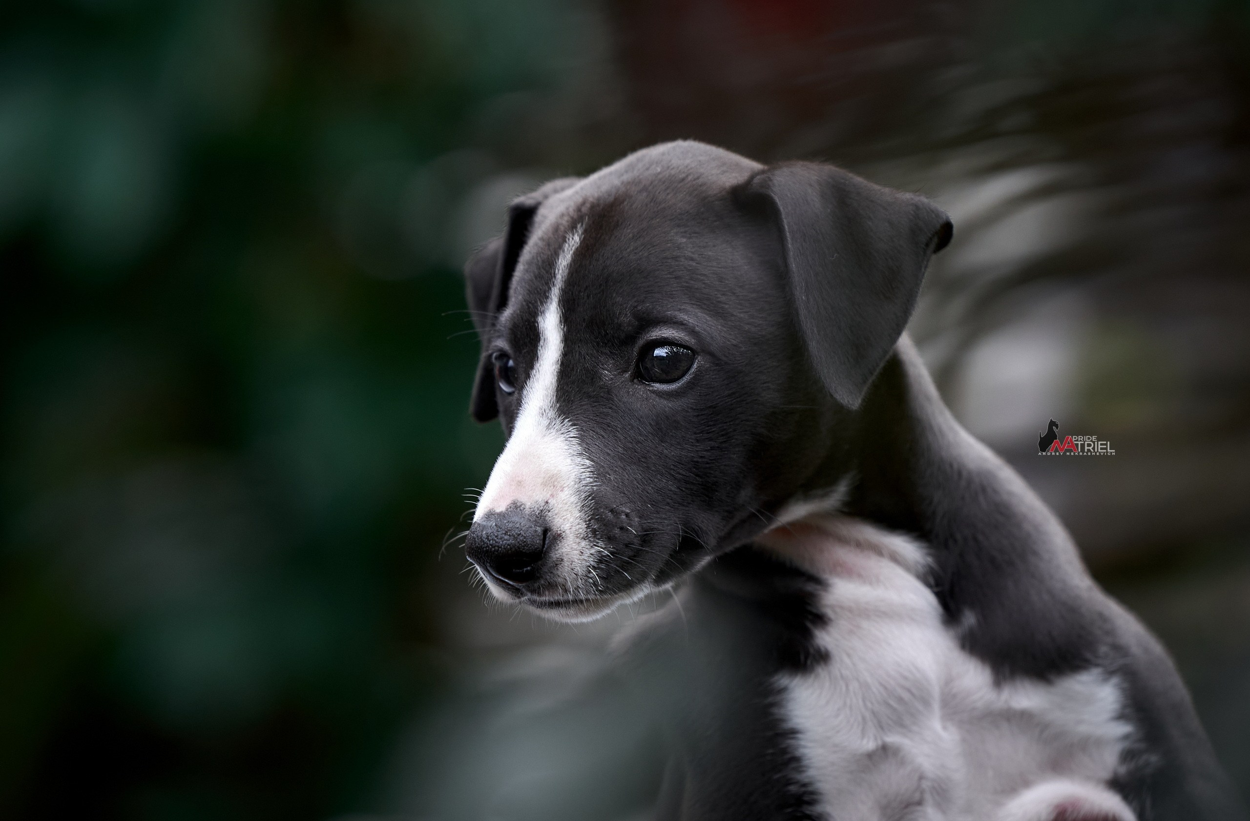 Щенки на прогулке — галерея NATRIEL