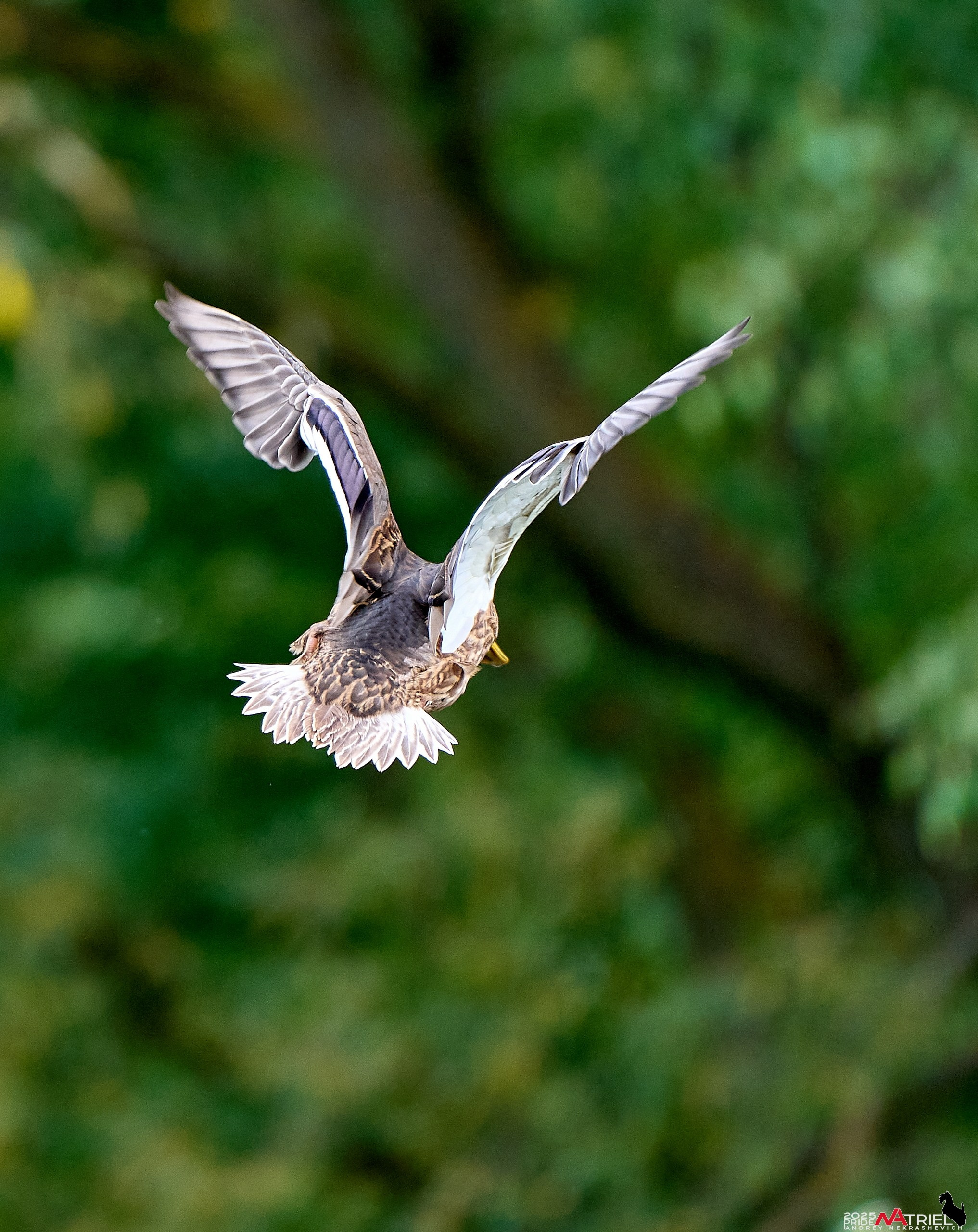 Утки на пруду