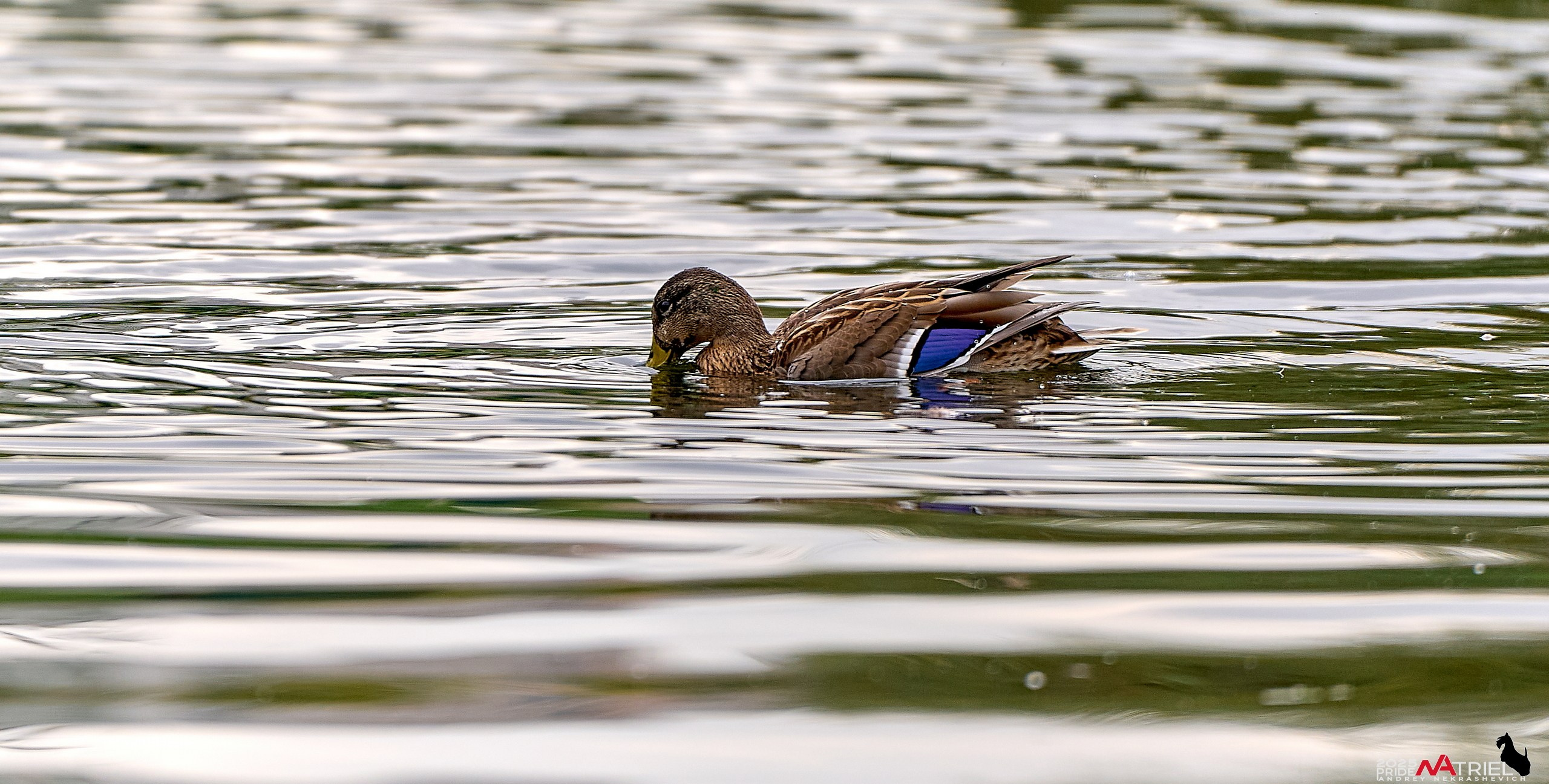 Утки на пруду