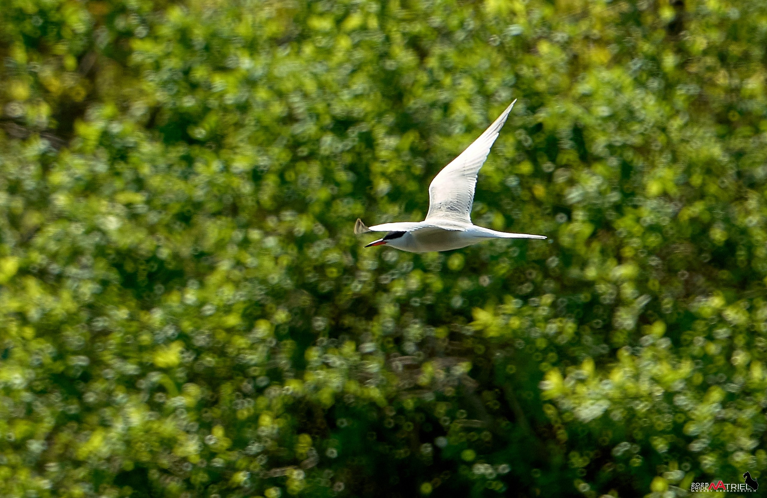 Птички и цветочки