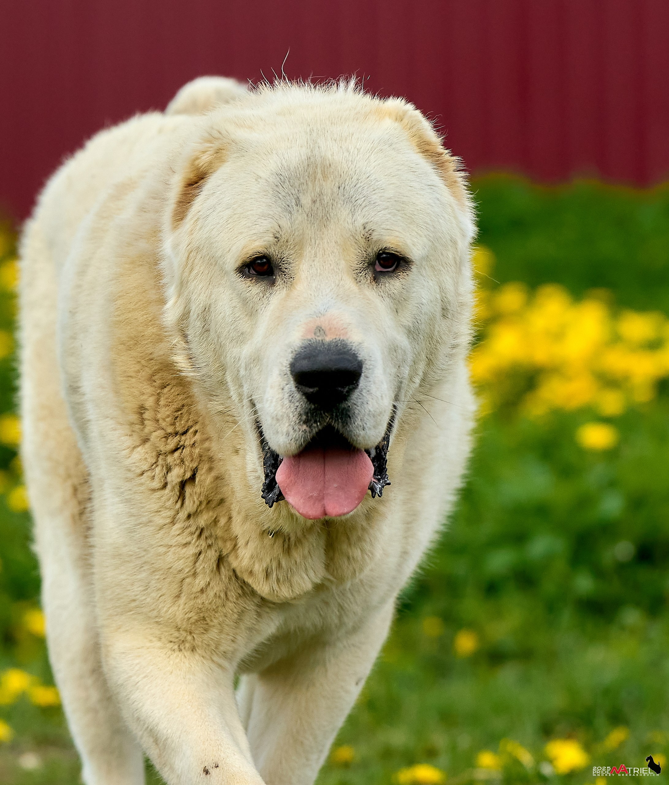 Съемка в питомнике