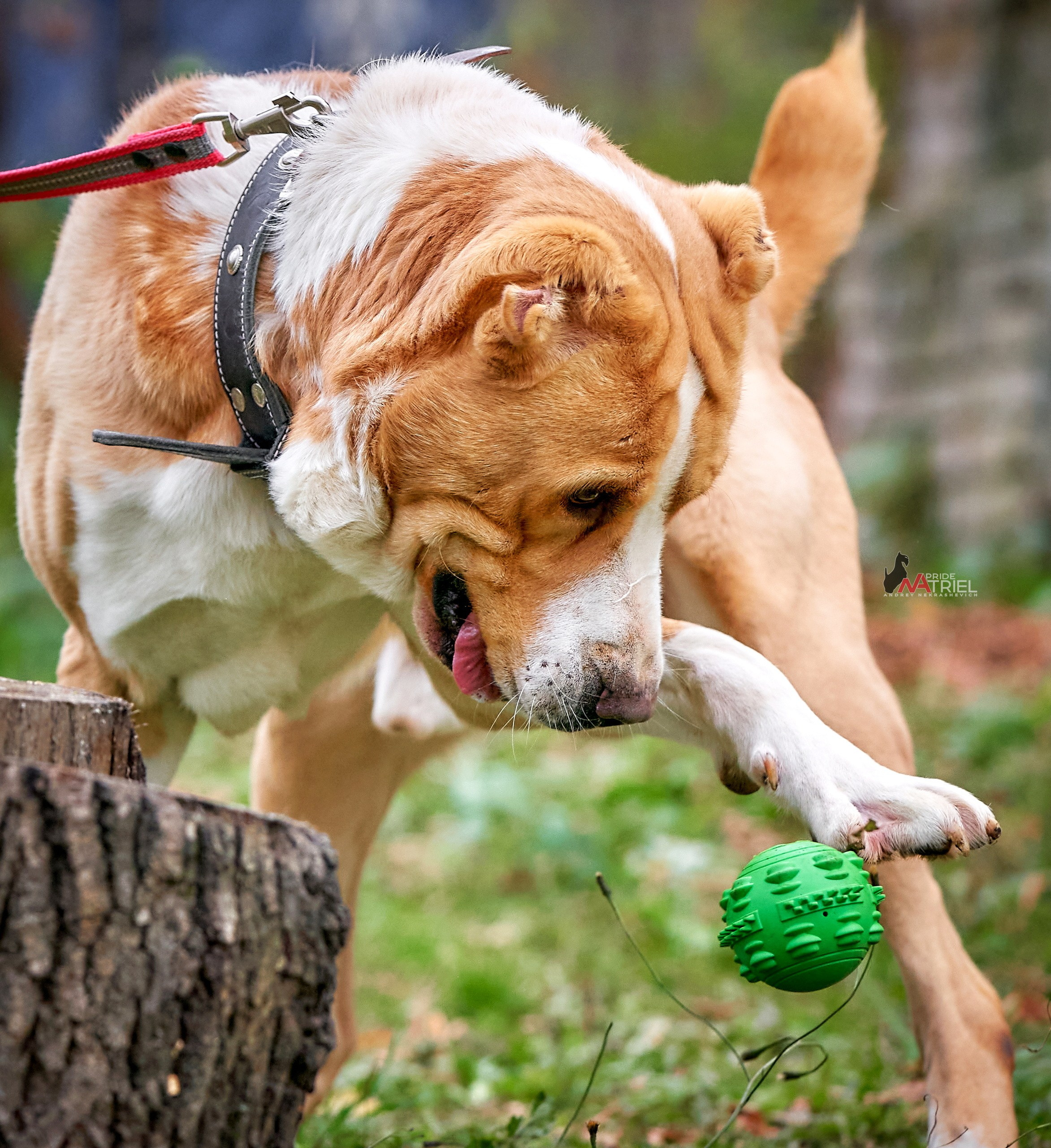 Прогулка в движении — галерея NATRIEL