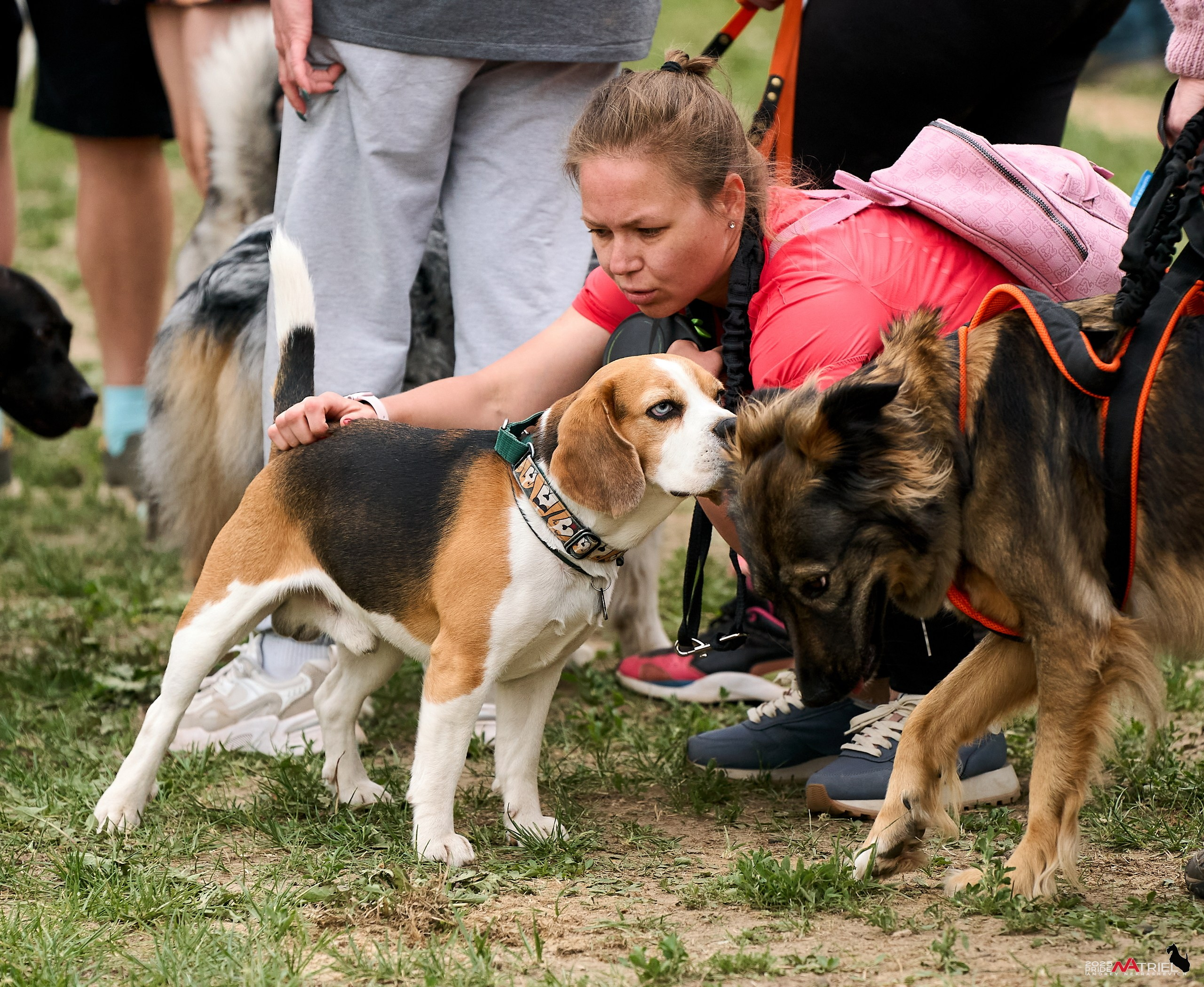 Russian Extreme Dog Trail — 2025