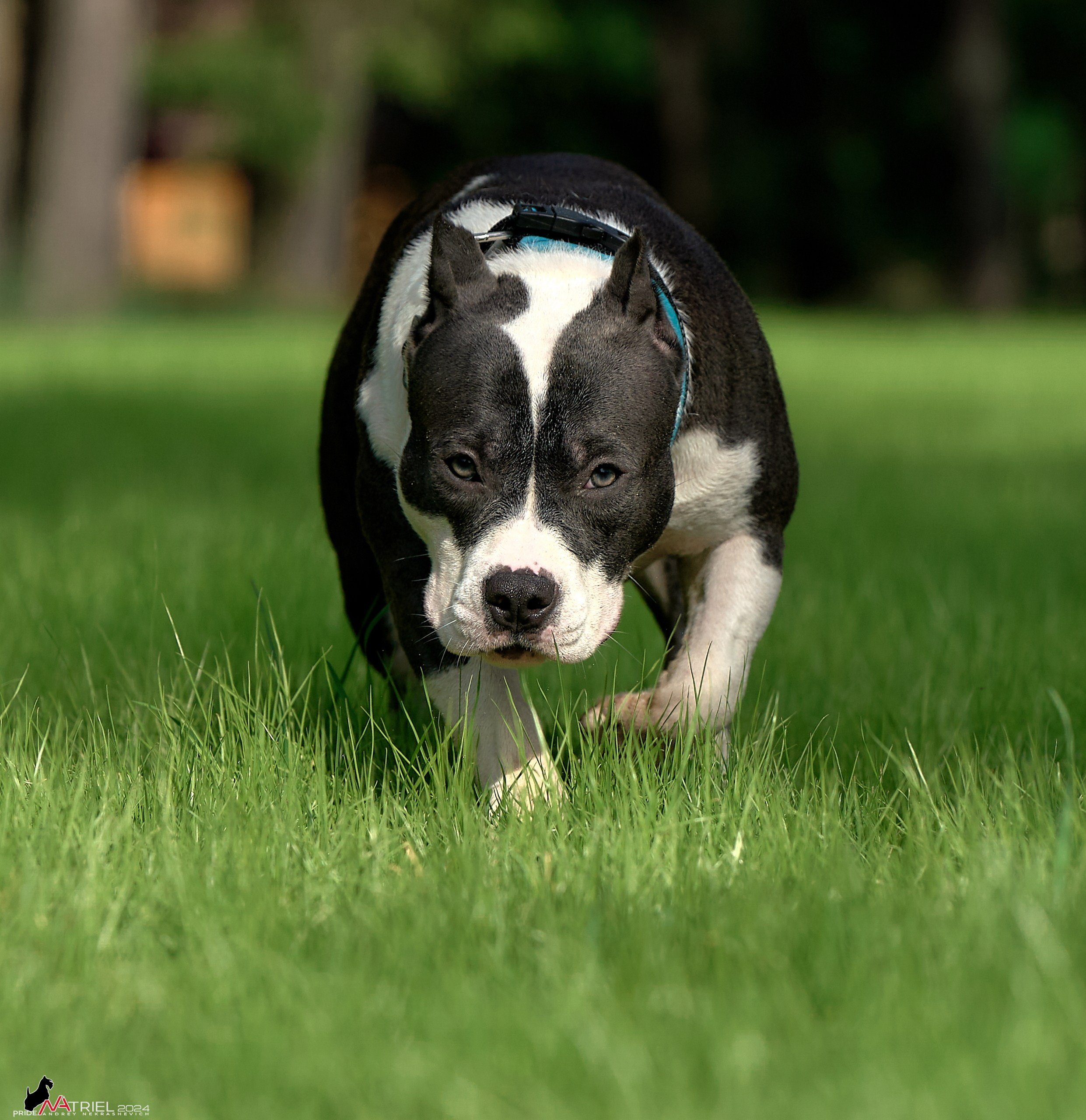 Фотопрогулка с булли