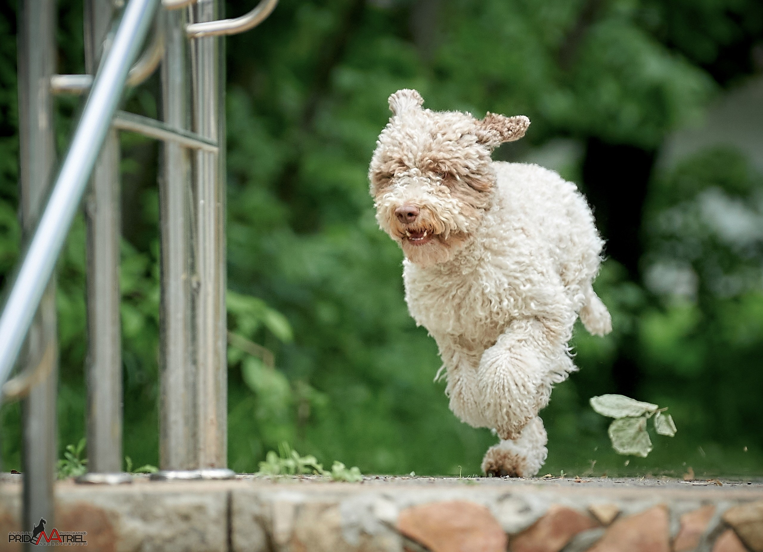 Прогулка в движении — галерея NATRIEL