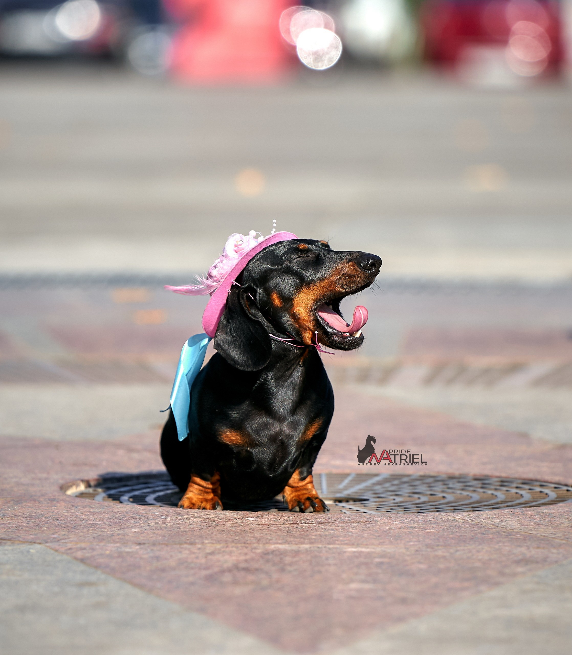 Портреты собак — галерея NATRIEL