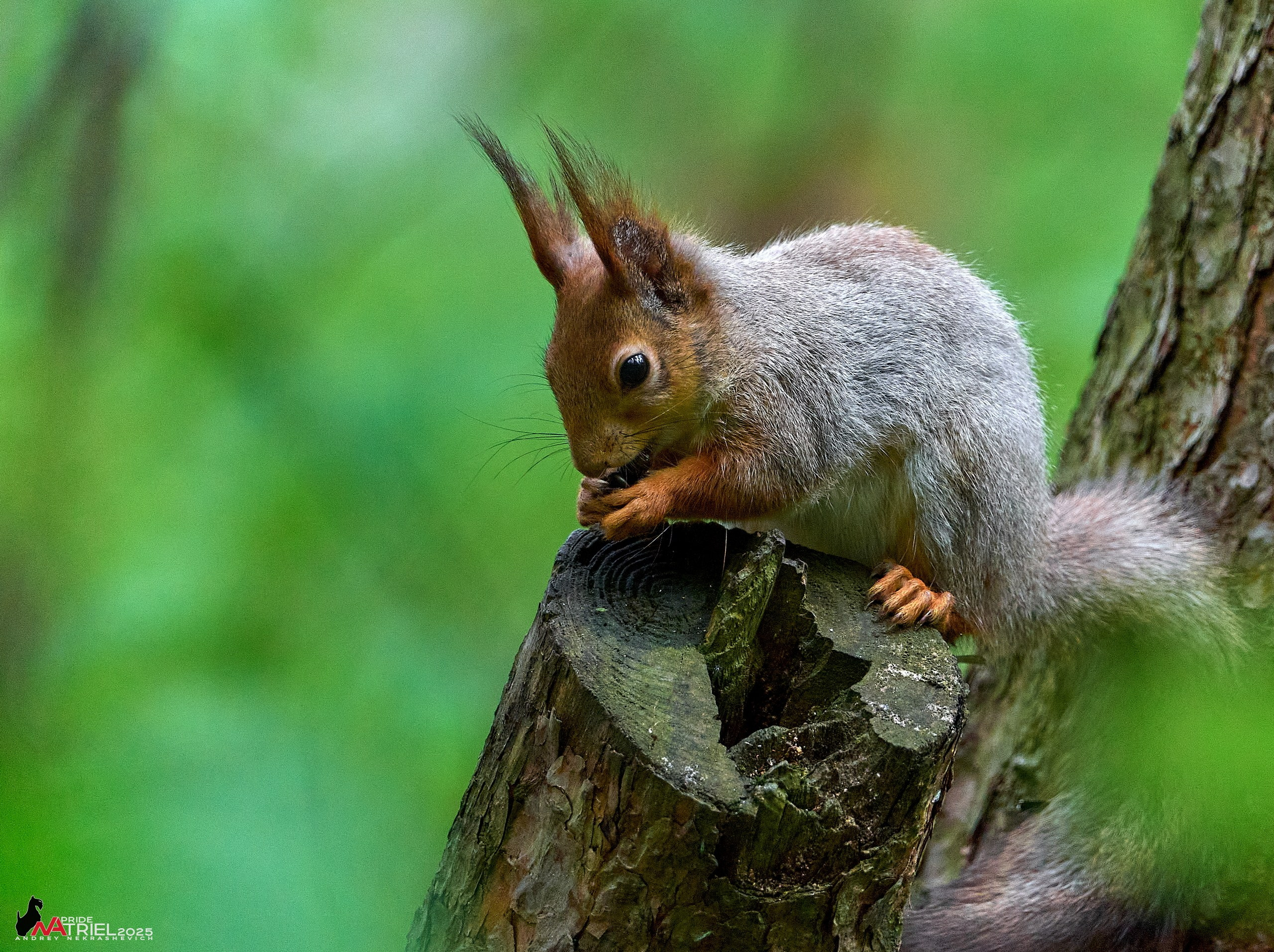 Съемка в майском лесу