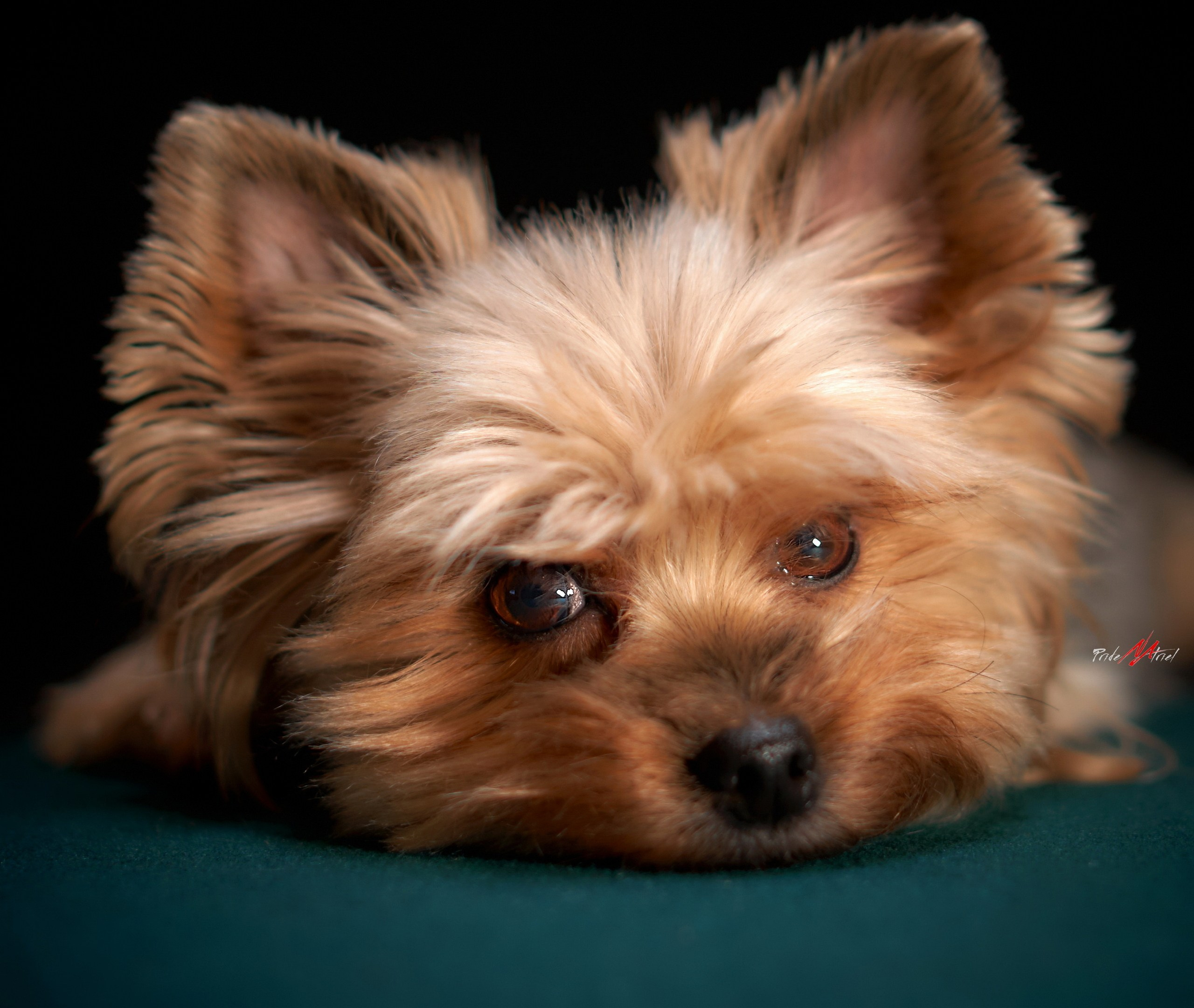 Собаки в студии — галерея NATRIEL