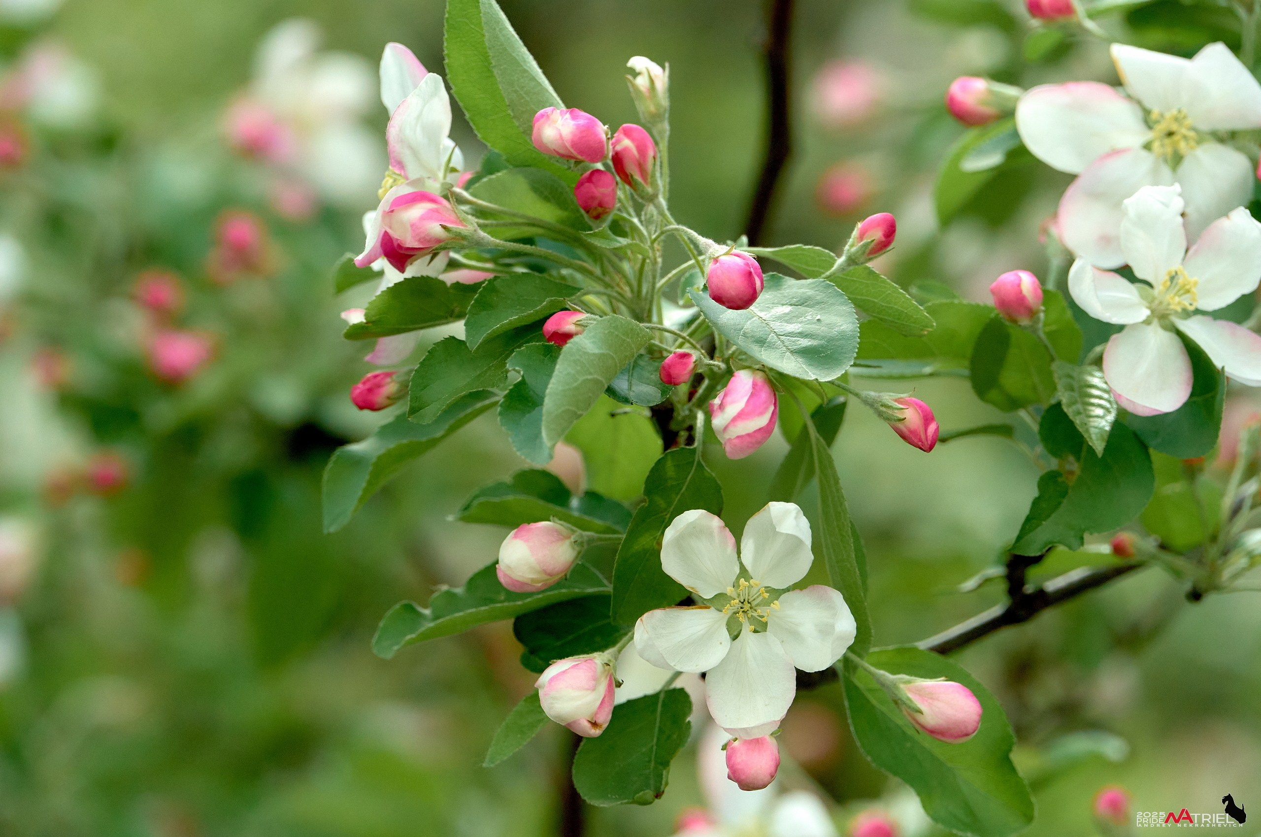 Птички и цветочки