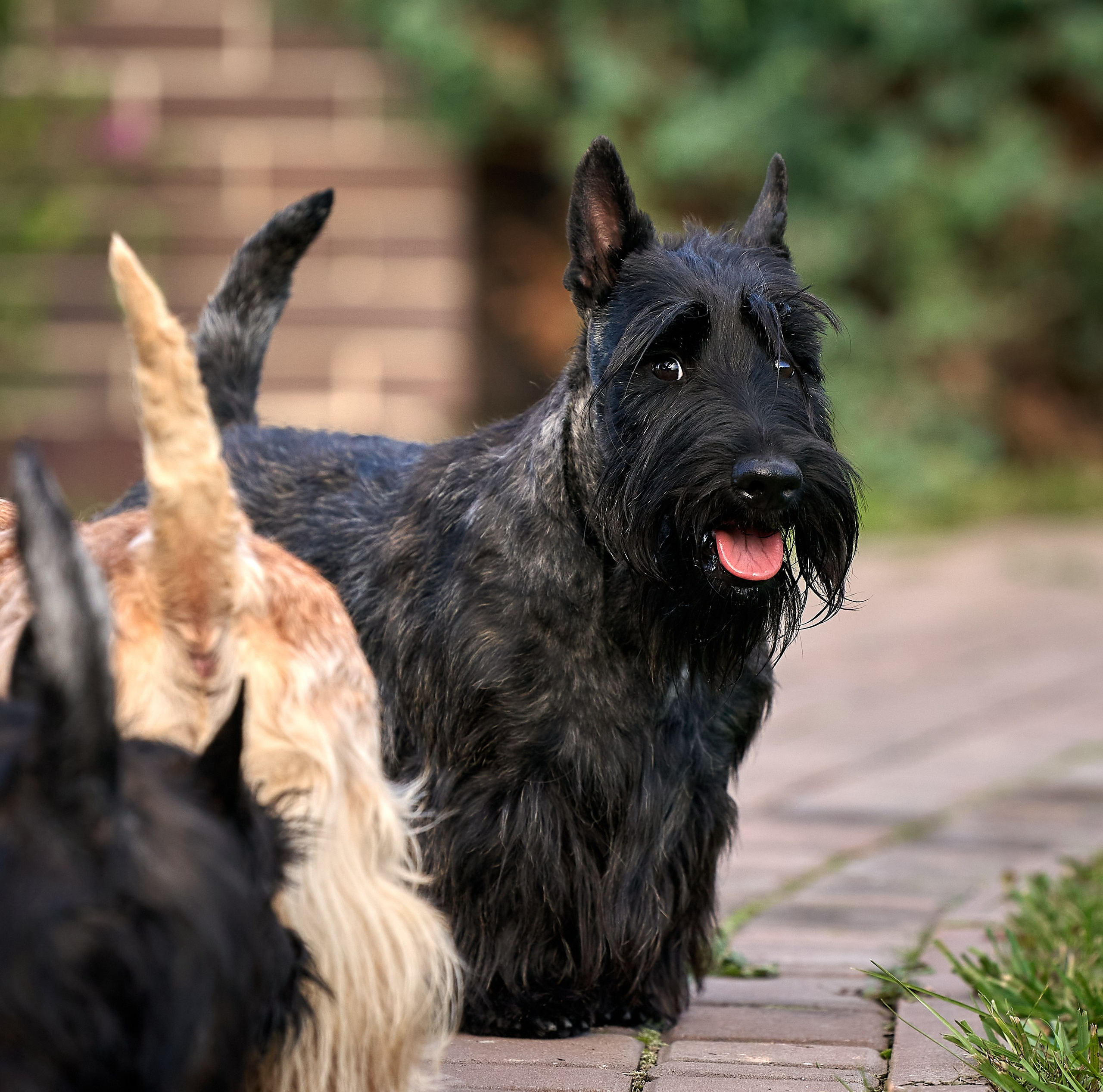 Репортаж со встречи питомника