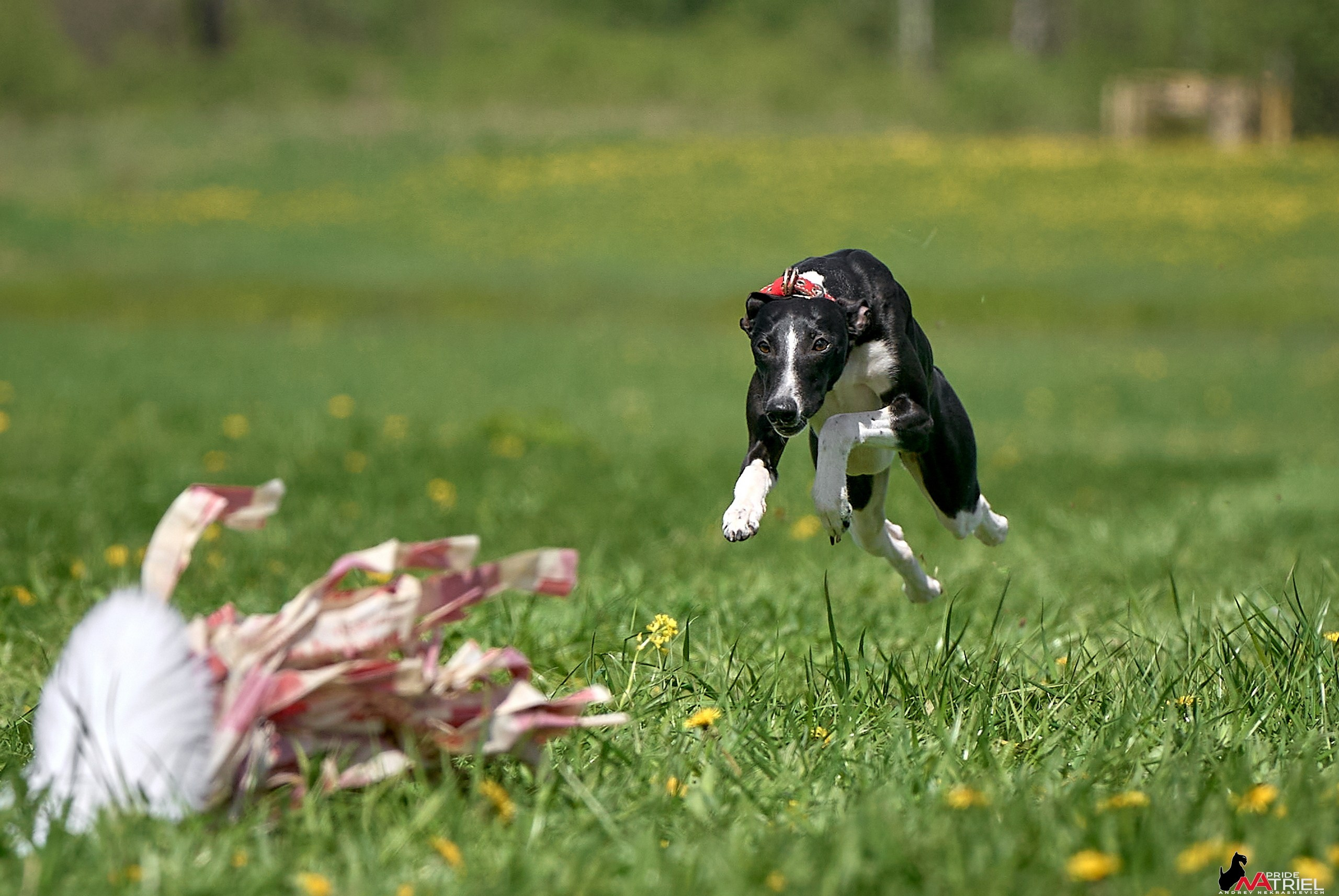 Съемка курсинг — галерея NATRIEL