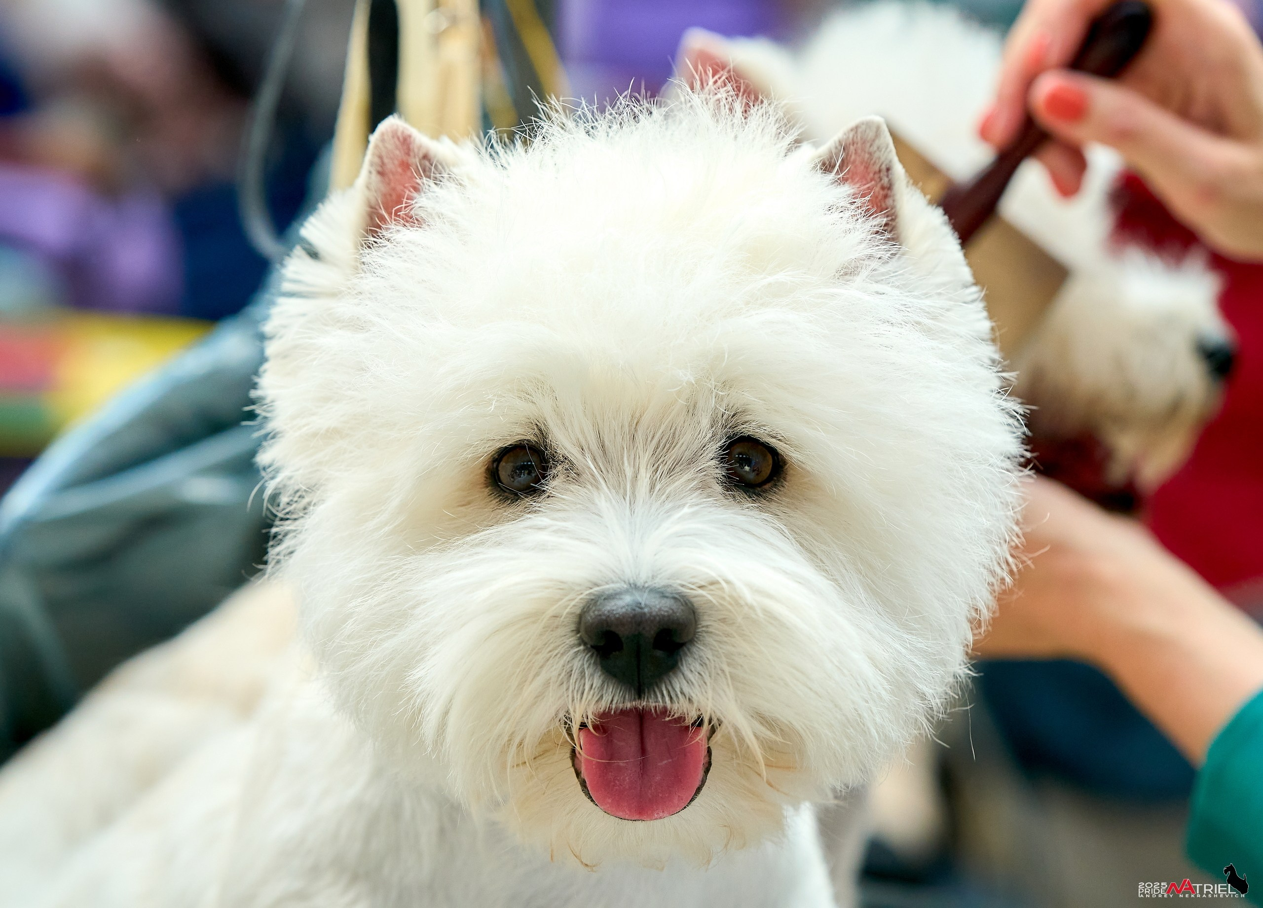 Выставка собак РОССИЯ — 2025