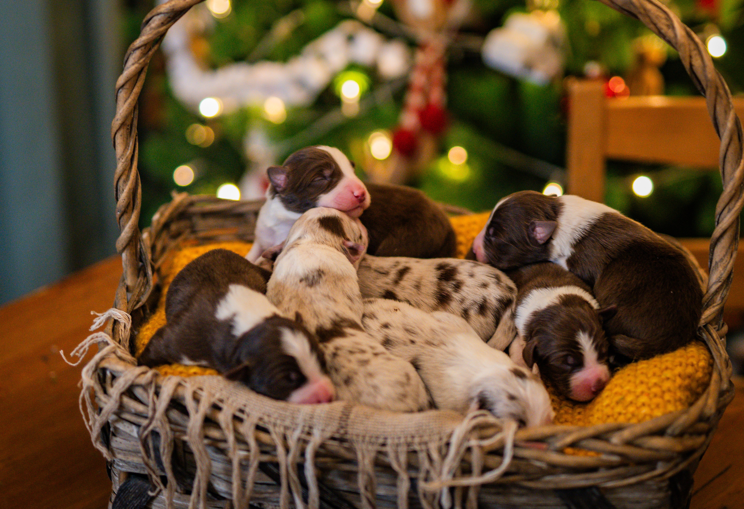 Фритсвит. Семейный фотограф Ефремова Виктория