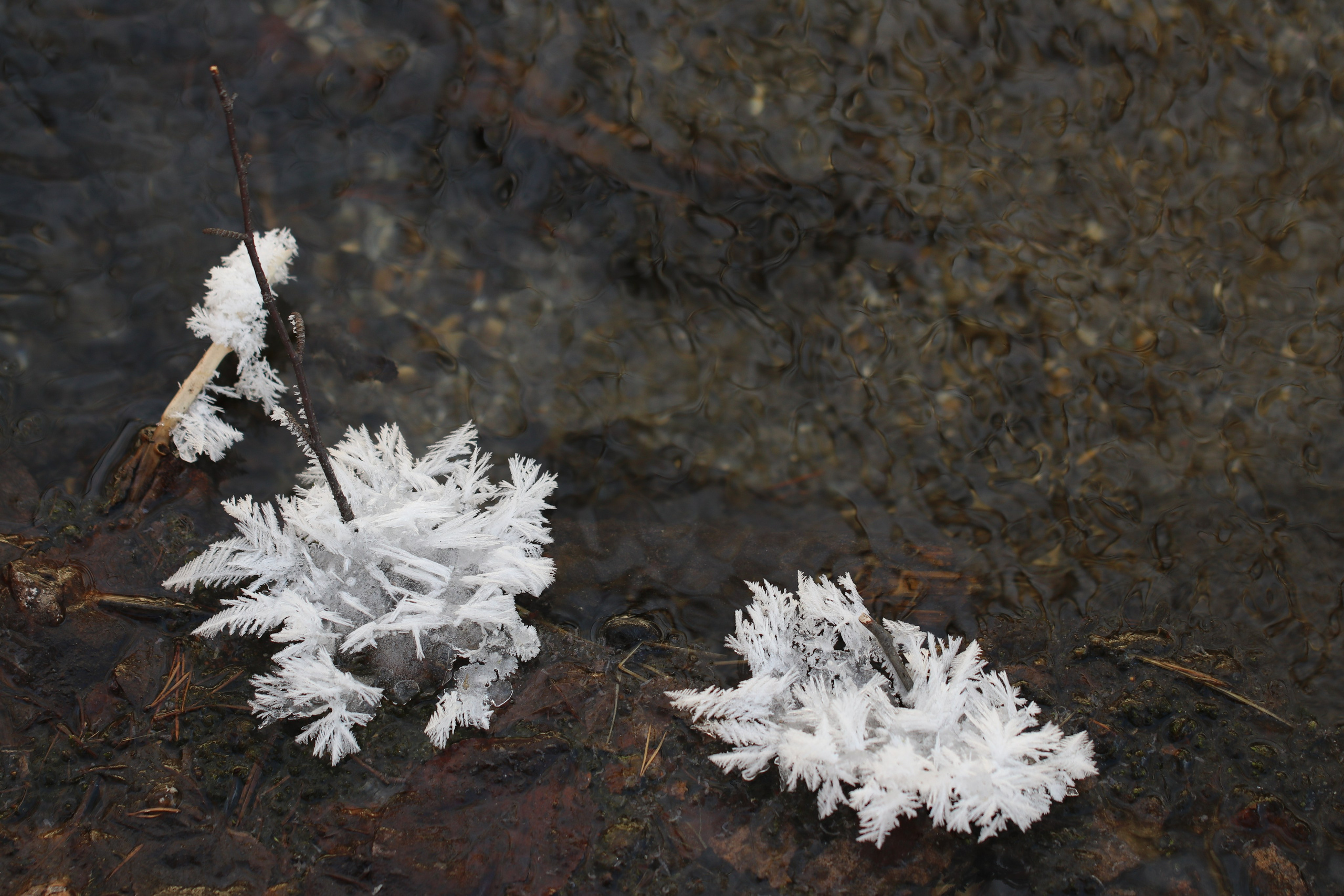 Аршан. Январь 2022. Путешественник-фотограф из Санкт-Петербурга Татьяна Свистулина