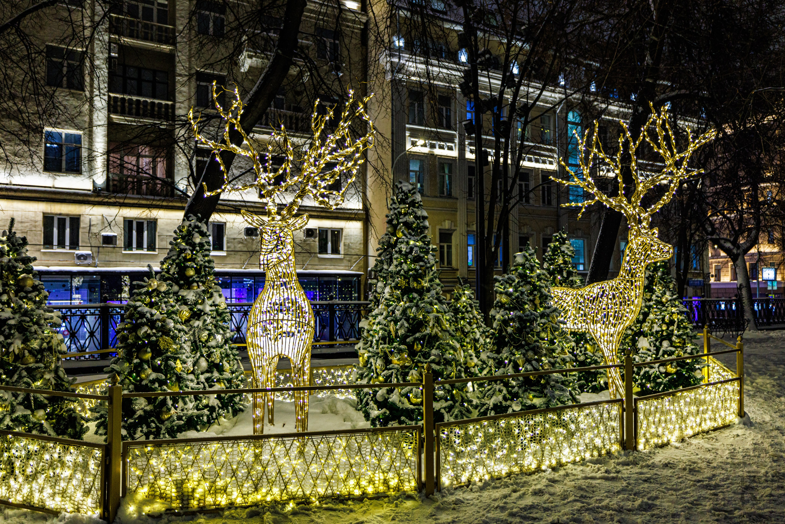 Бульвар. Январь 2026. Фотографирую жизнь! Московский фотограф волонтер
