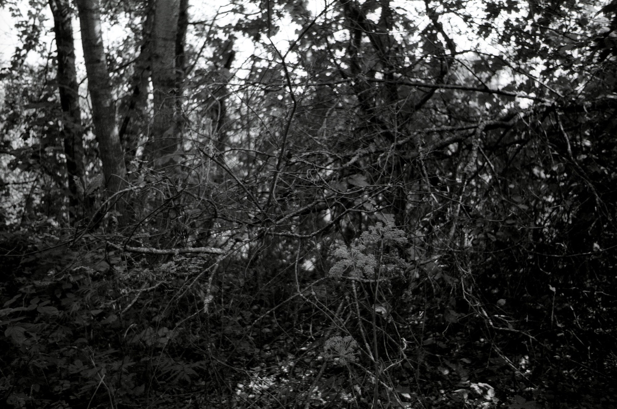 Природа. Другой Павел Поцелуев. Фотограф в 2025 году