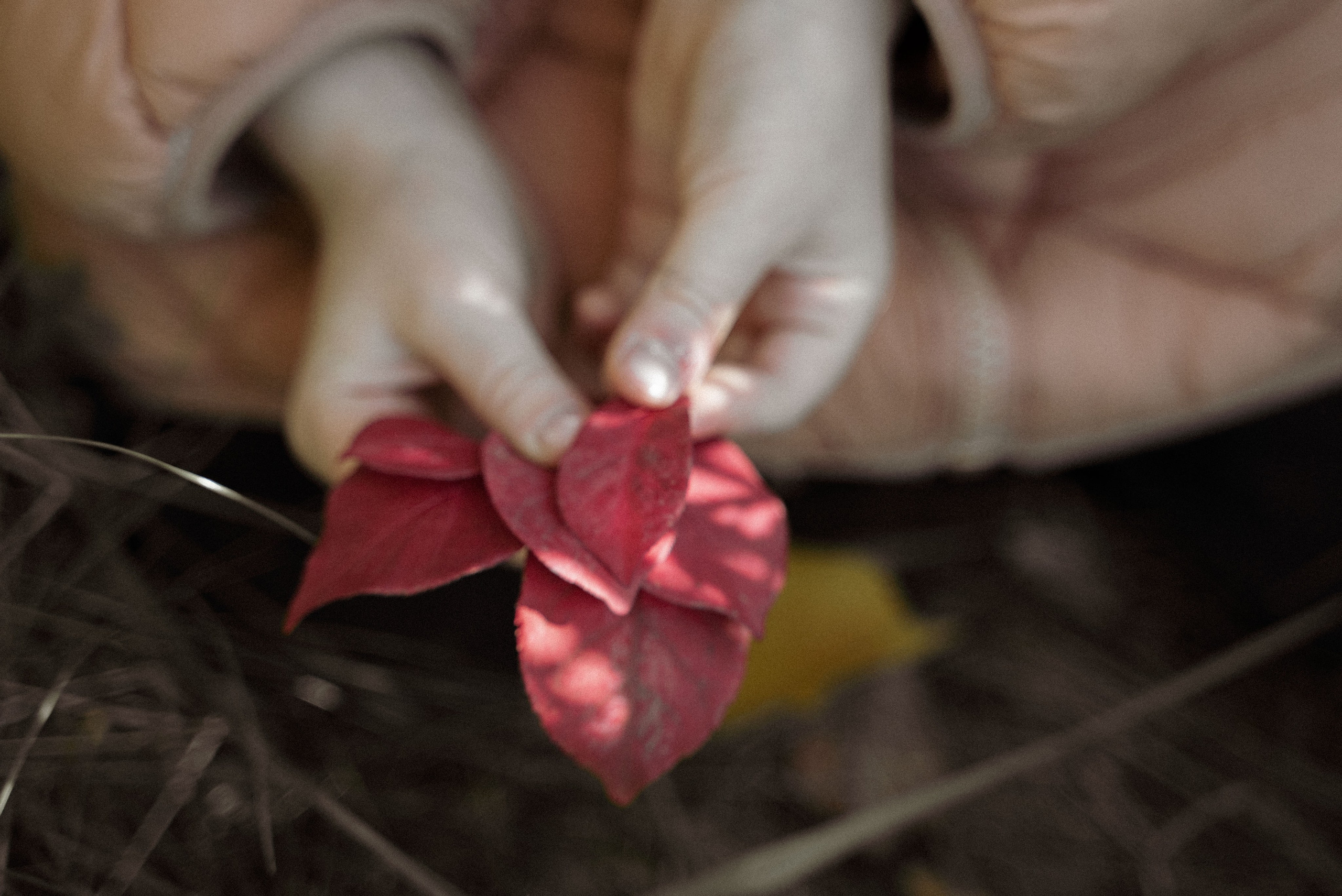 Золотая осень. Видеограф Осинина Татьяна — видеосъемка в Москве