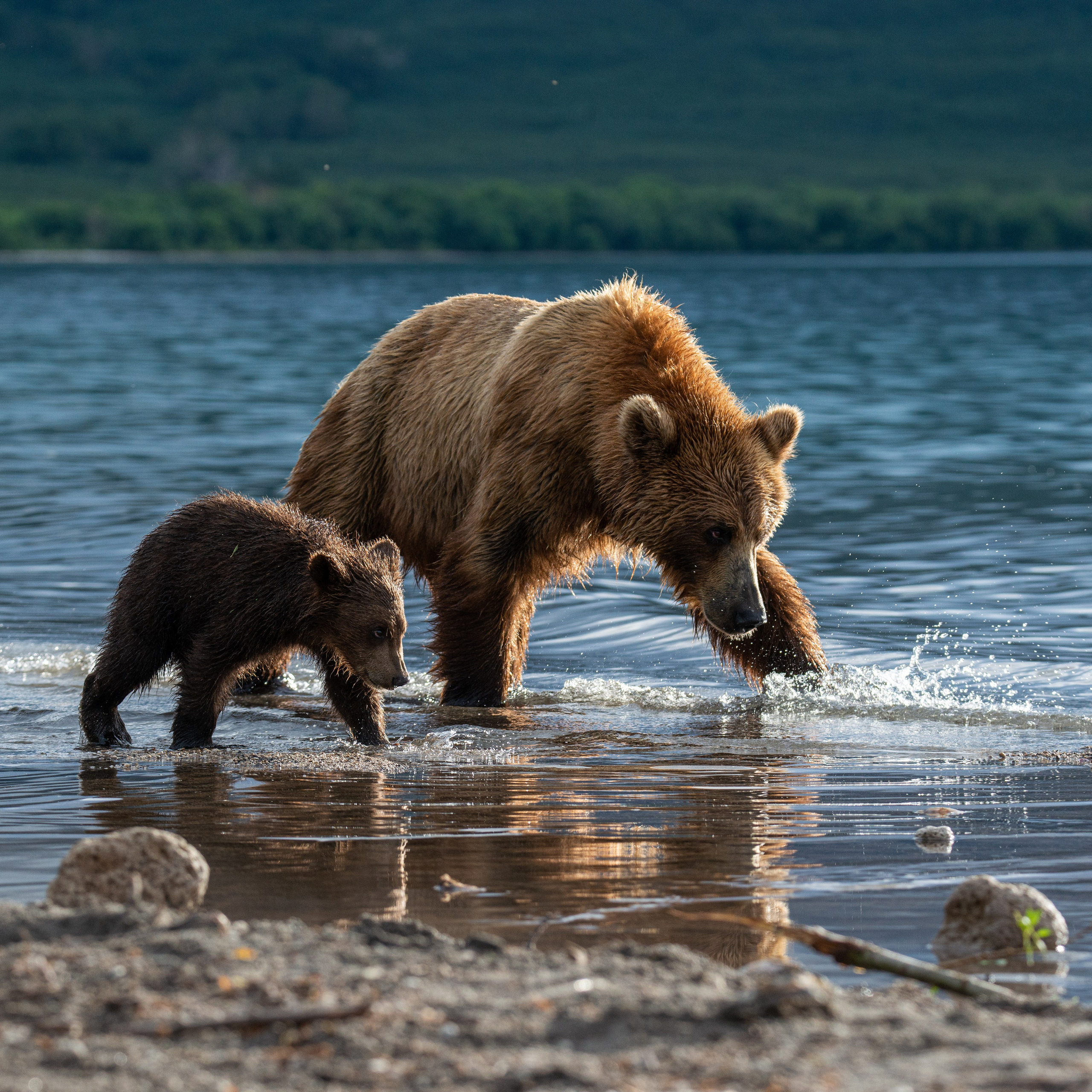 Камчатка — земля медведей. Игорь Иванко — Репортажный и событийный фотограф. Москва